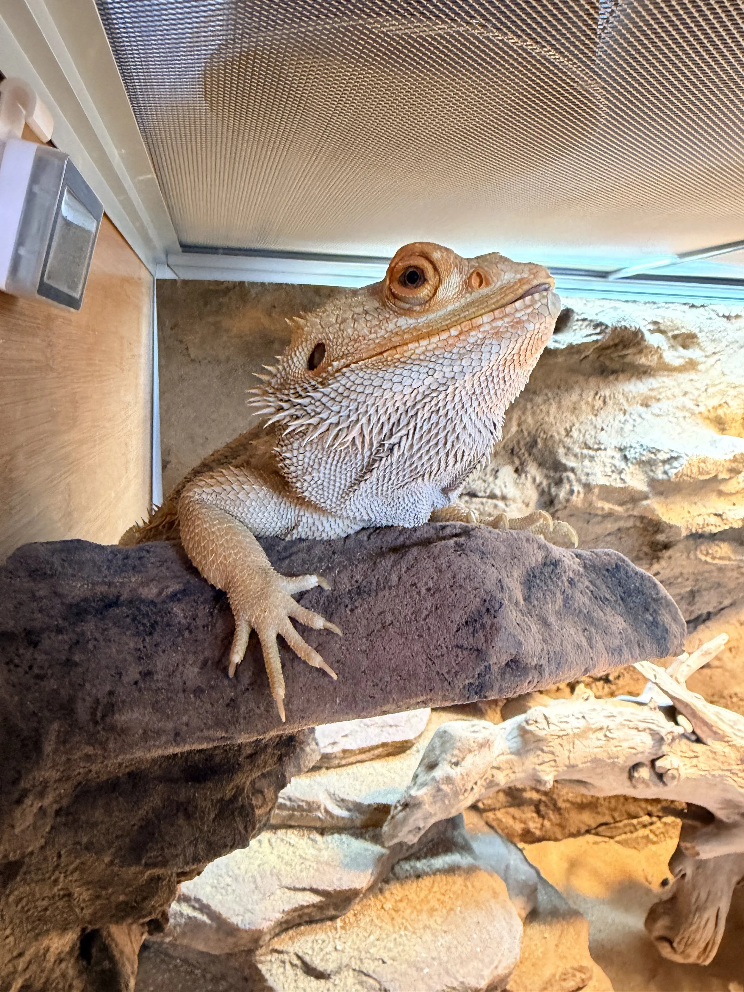 A close-up photo of a bearded dragon lizard perched on a rock inside a terrarium with a rocky background and a mesh screen ceiling.