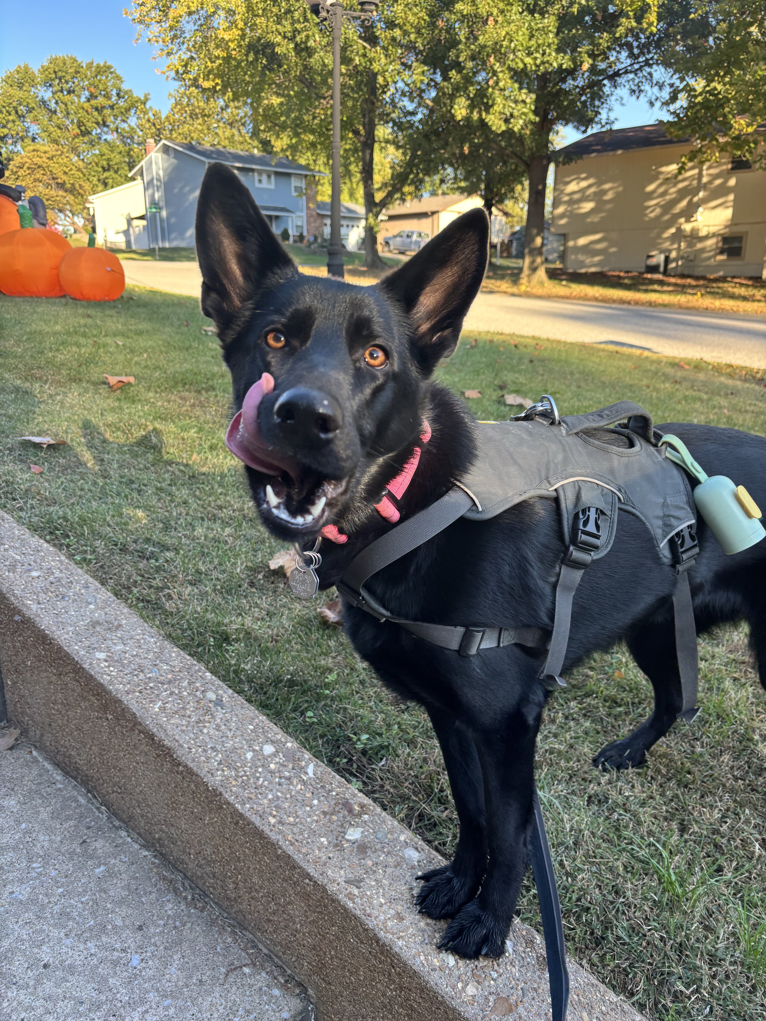 Black dog with large ears wearing a harness and pink collar, standing on grass near a curb, licking its nose, with pumpkins in the background.