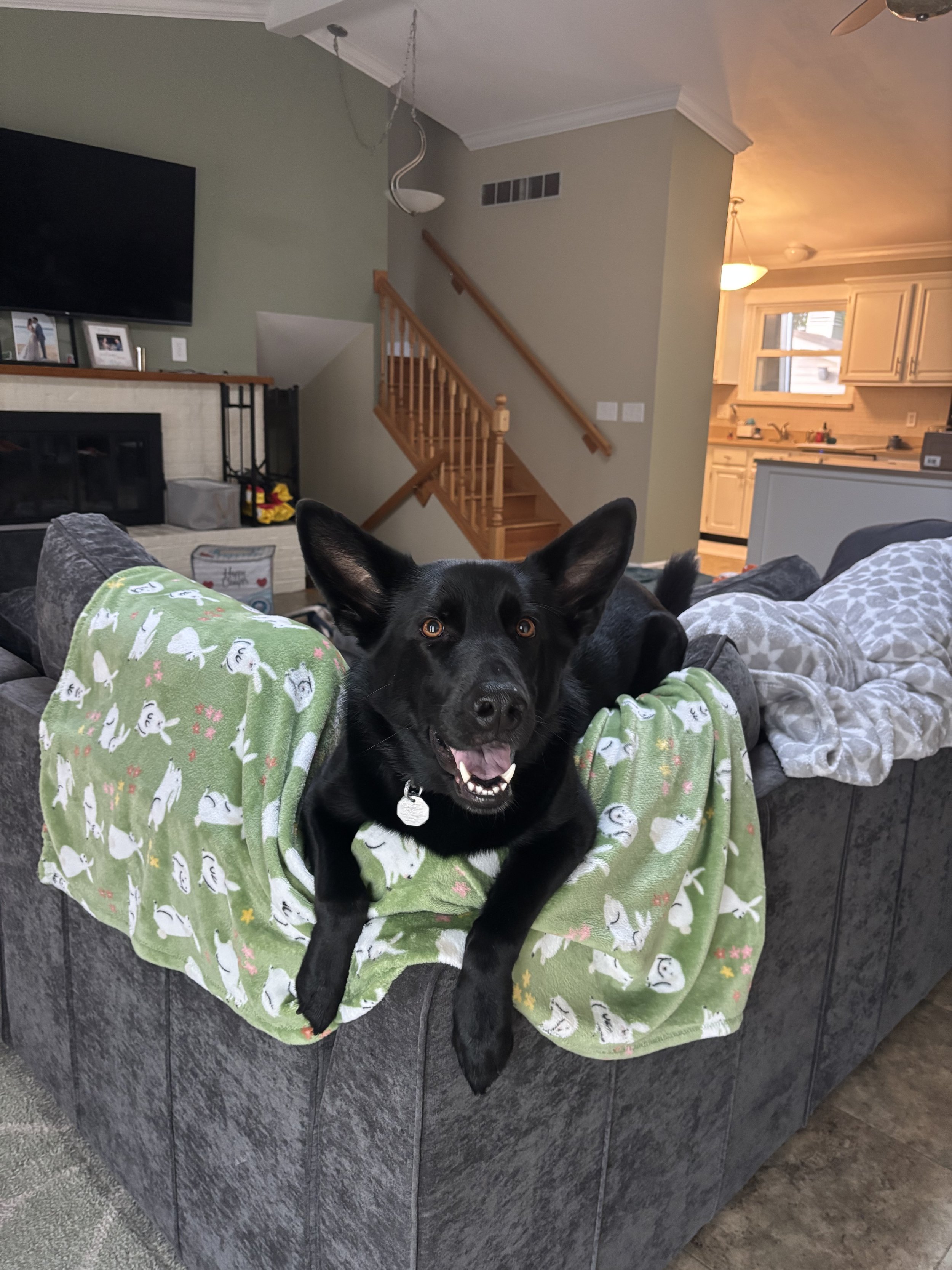 Black dog lying on a couch with a green blanket featuring a bunny pattern, in a living room with a staircase and kitchen in the background.