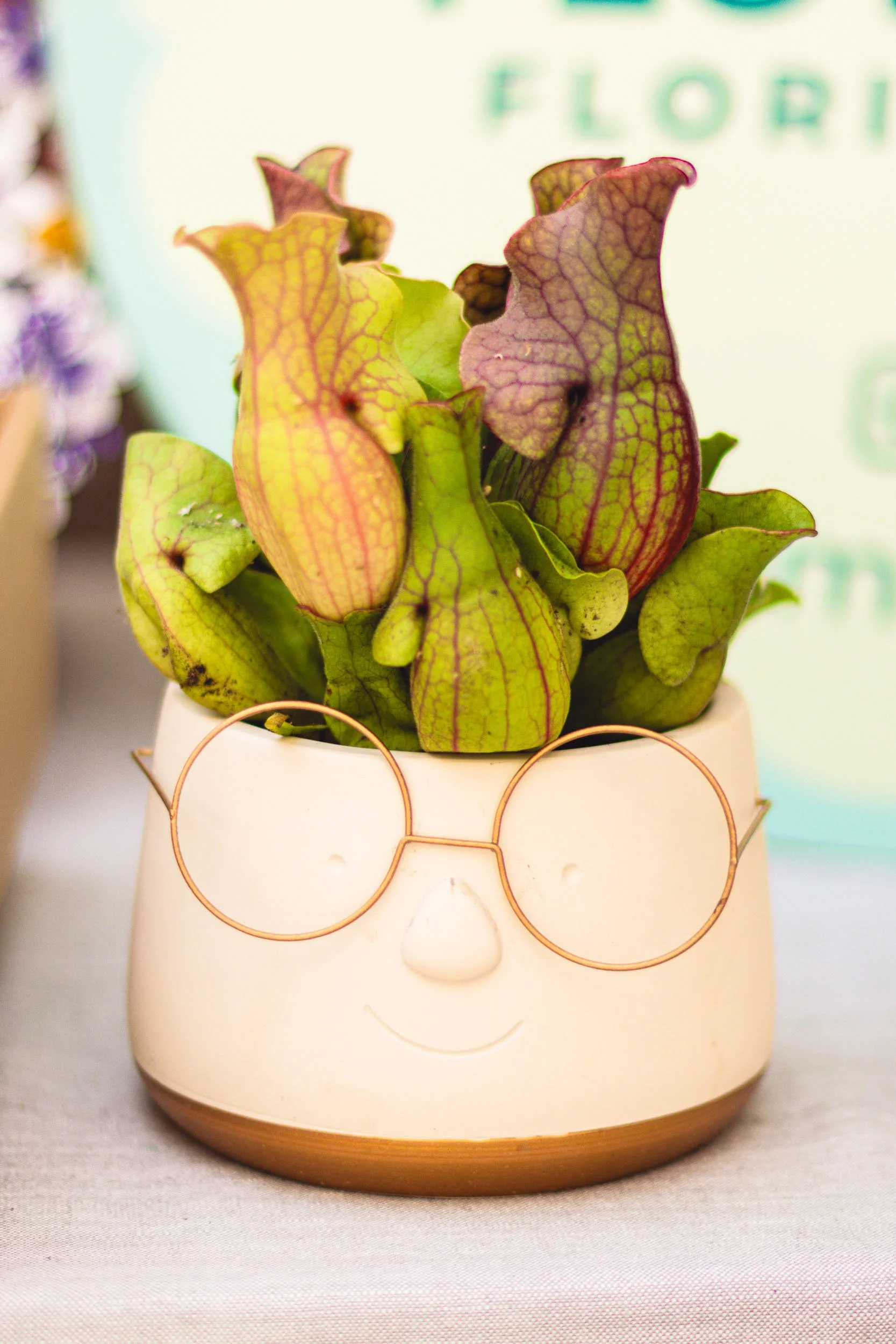 Carnivorous plant in a face-shaped ceramic pot displayed at a Barcelona showroom event