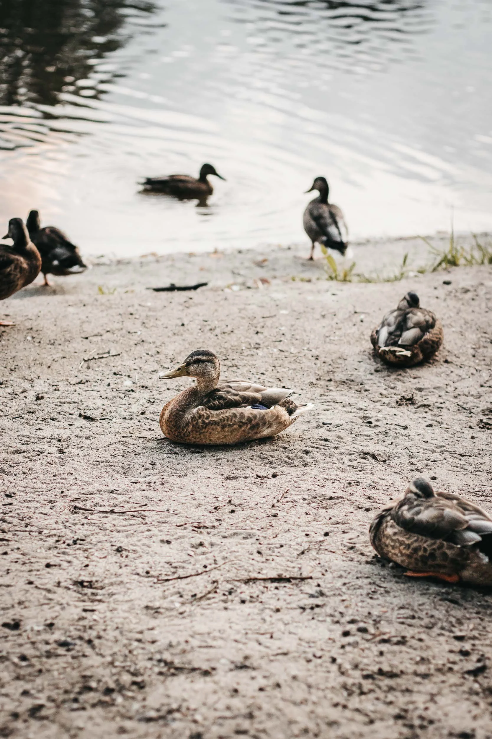 Scene detail with ducks resting by the lakeshore during an outdoor wedding portrait session