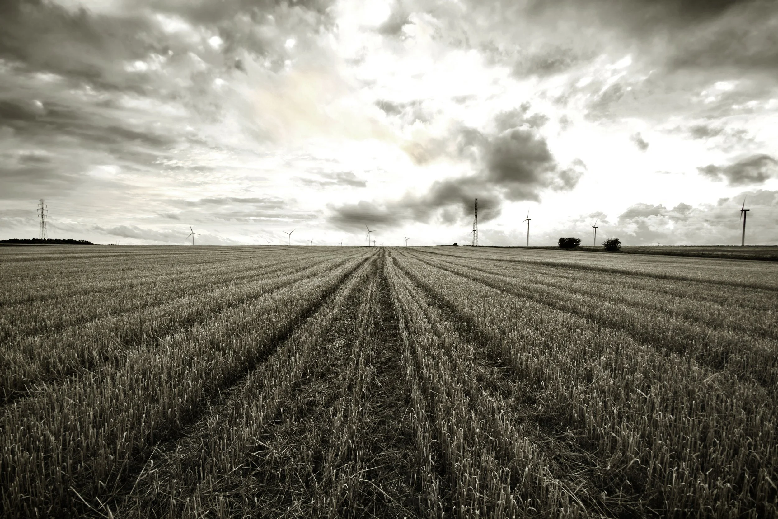 A rural wheat field under a cloudy sky with wind turbines and power lines in the distance.