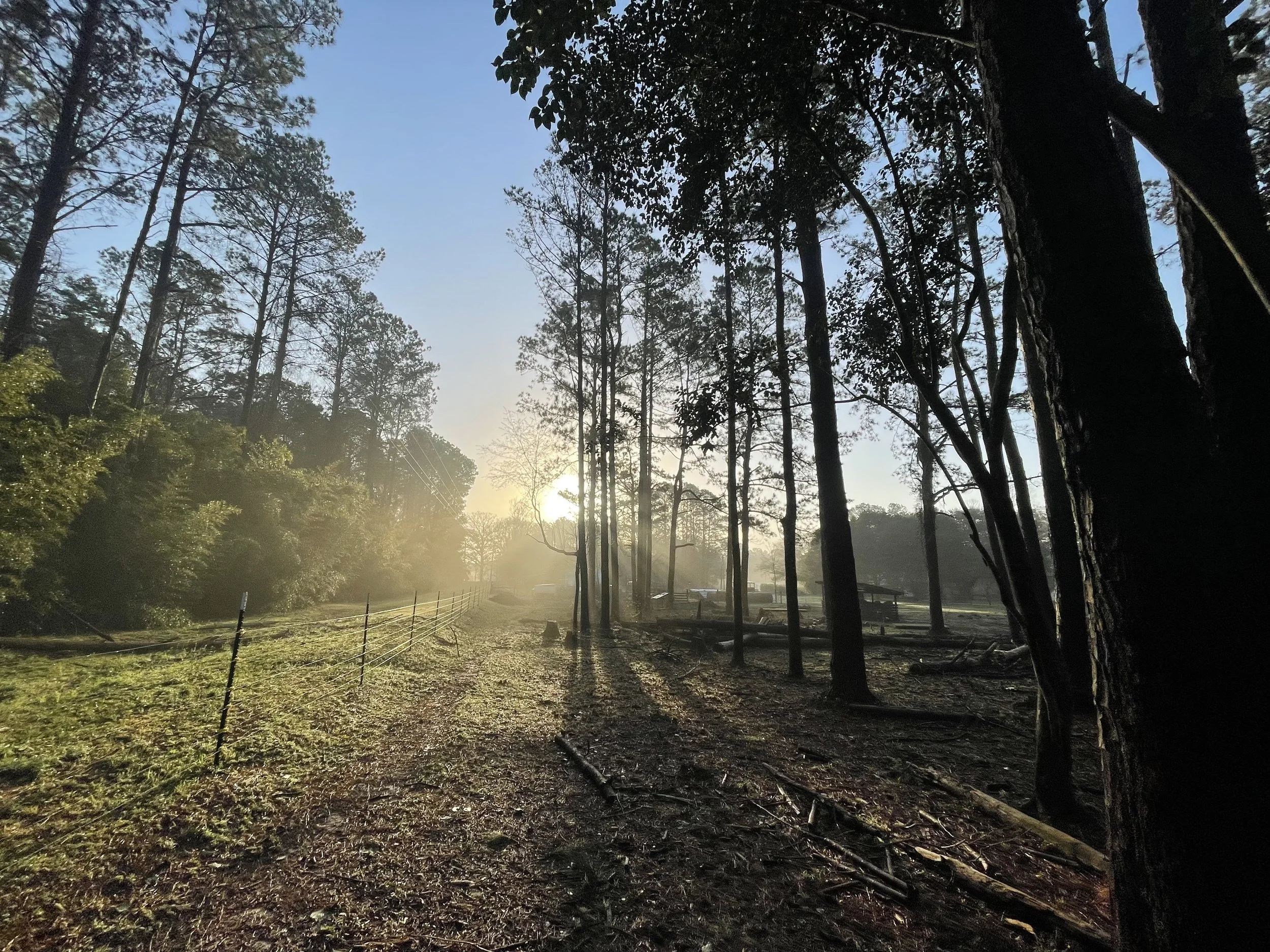 Early morning sunlight filters through a wooded forest area with tall trees, dirt pathway, and some fencing on the left, creating long shadows on the ground.