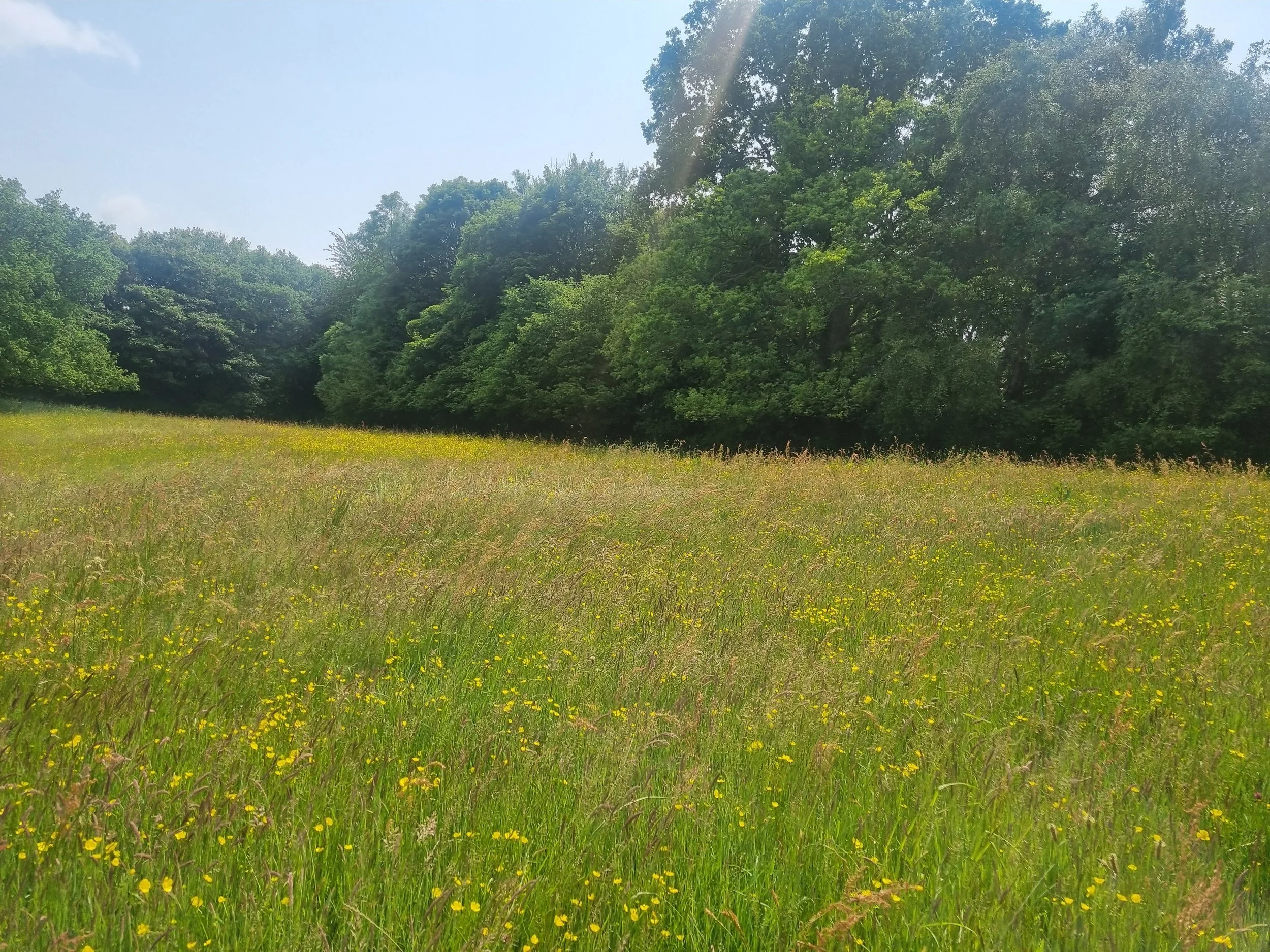 Bluntisham | BNG Units in Huntingdonshire