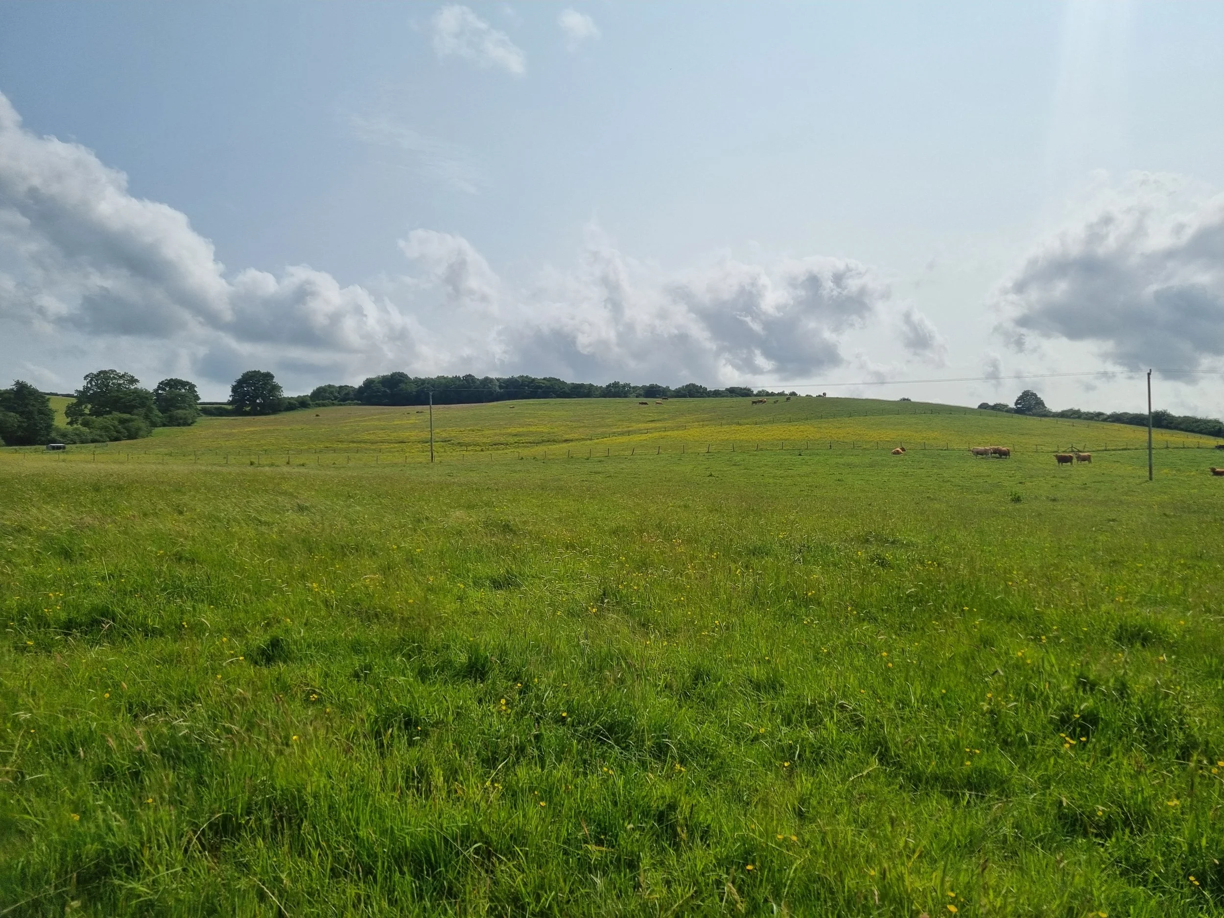 Wood Farm2.jpg