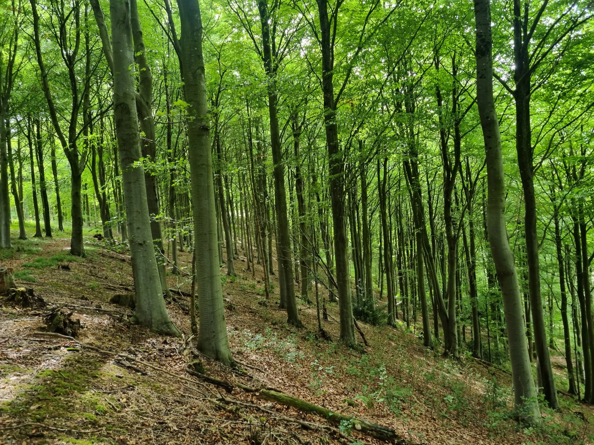 Motcombe4.jpg