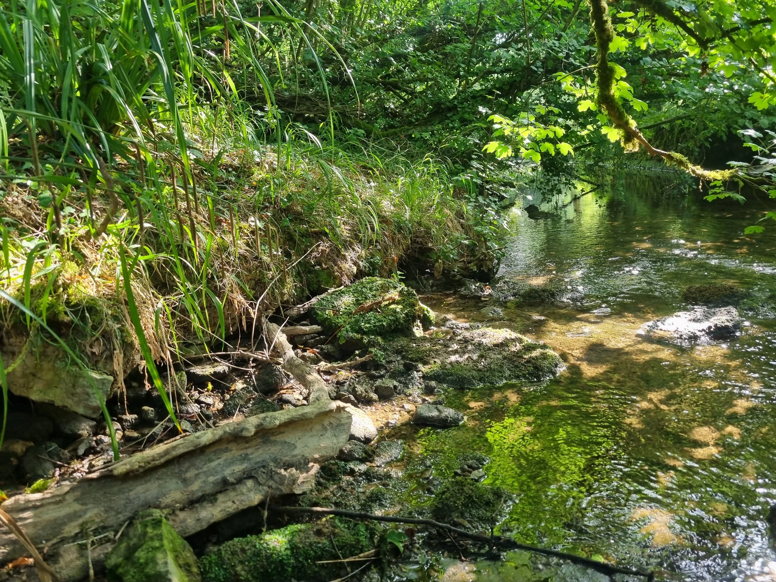 Wilts6.jpg