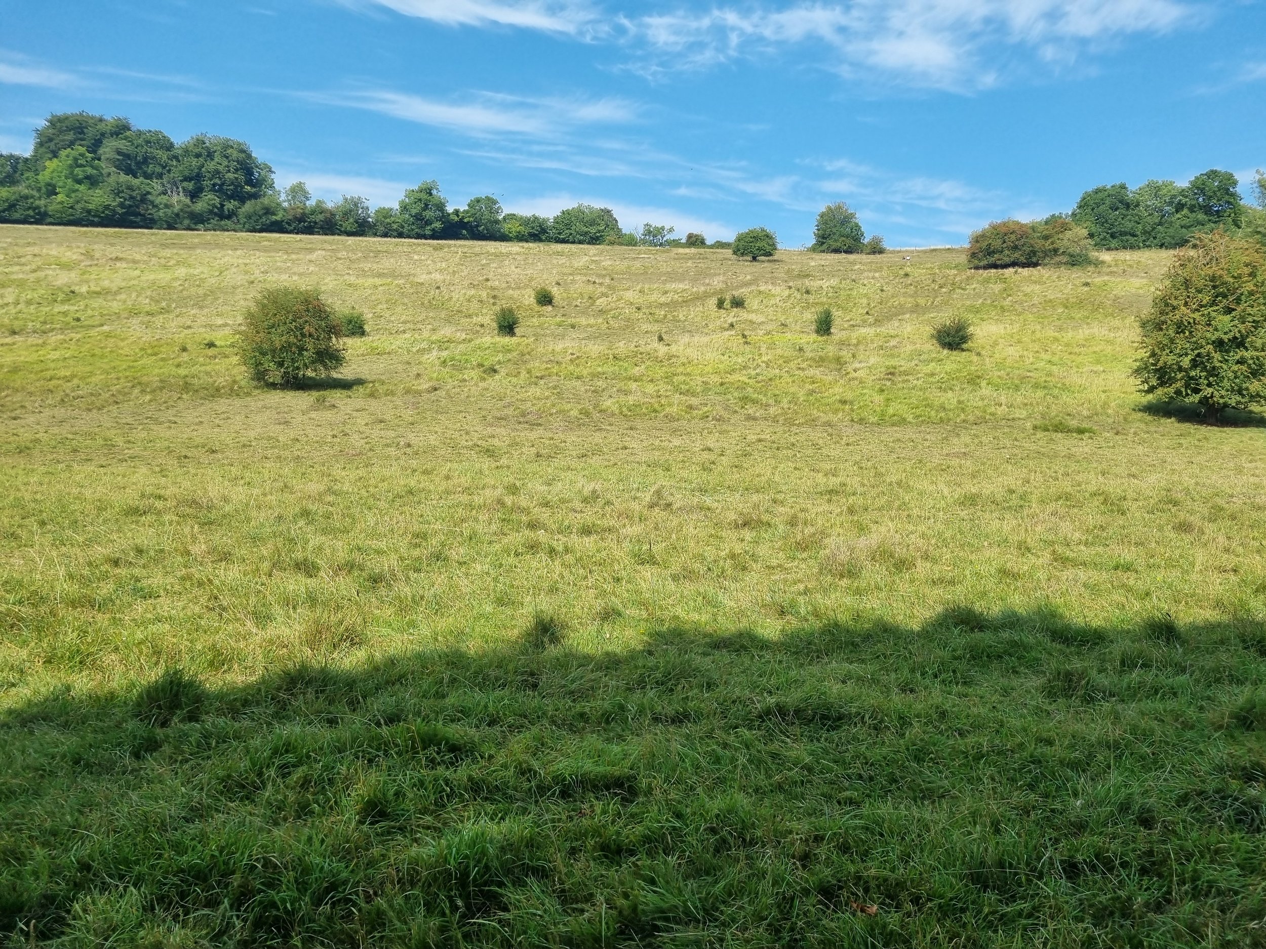 Wilts9.jpg