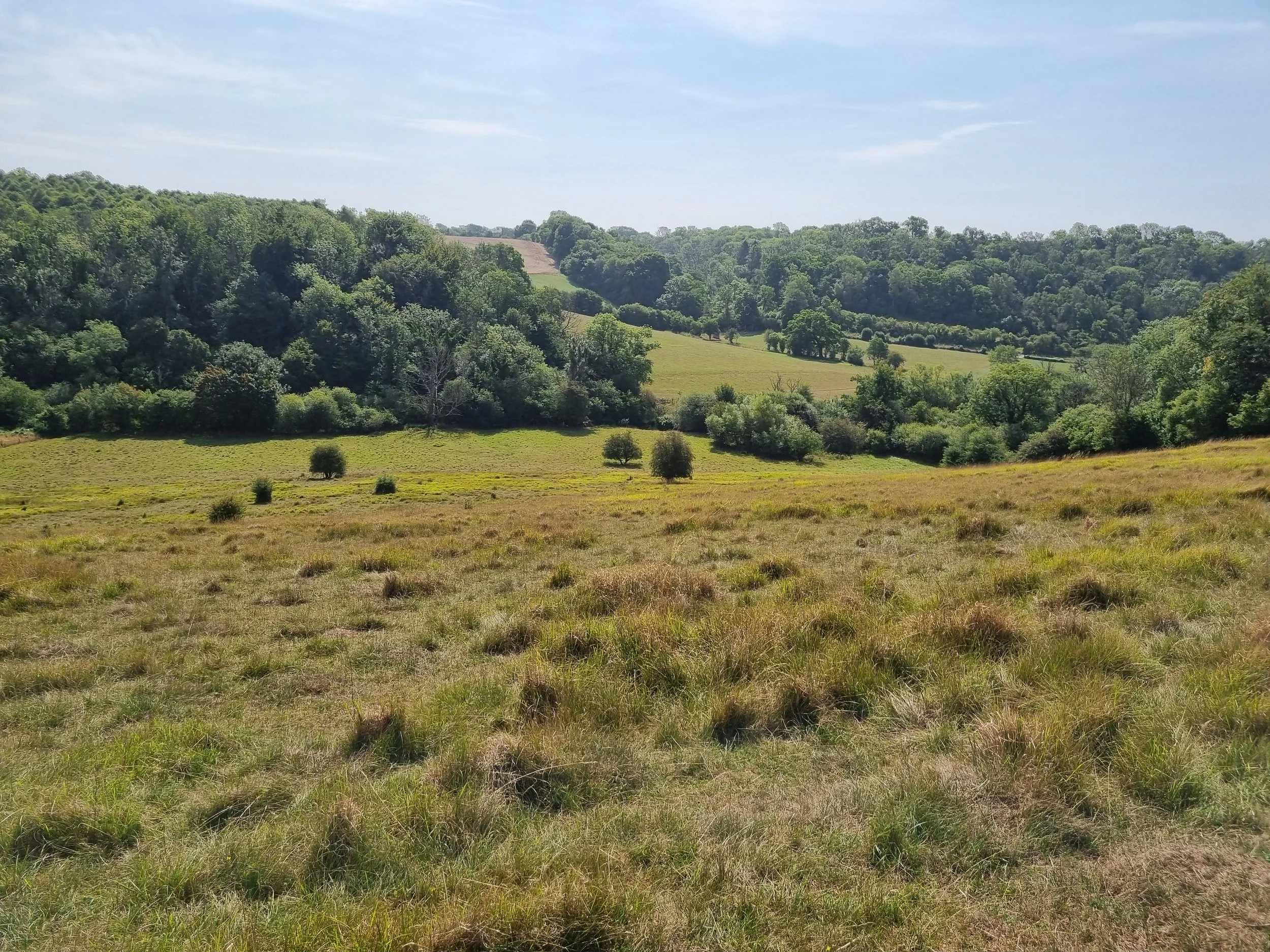 Wilts10.jpg