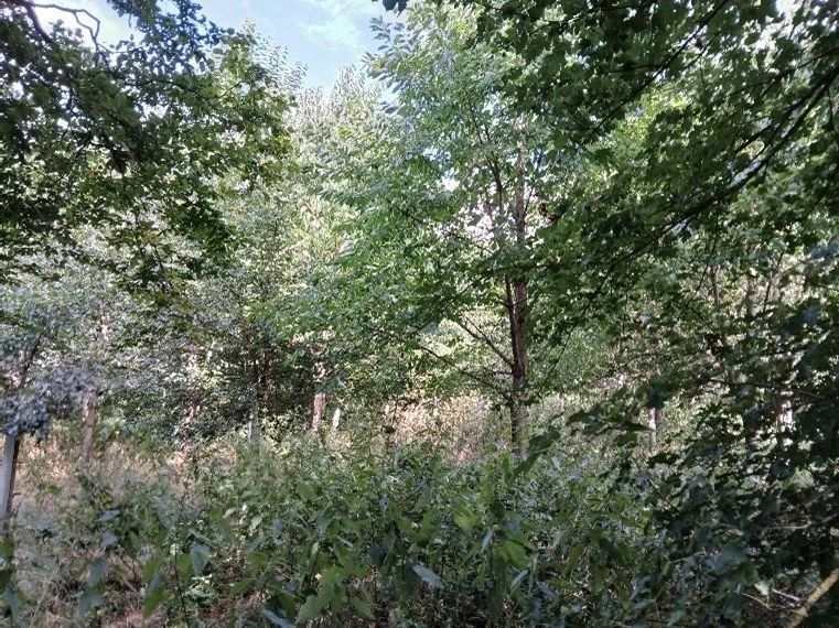 Holtspur site photo 5.jpg