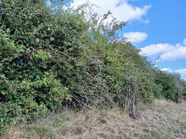 Holtspur site photo 6.jpg