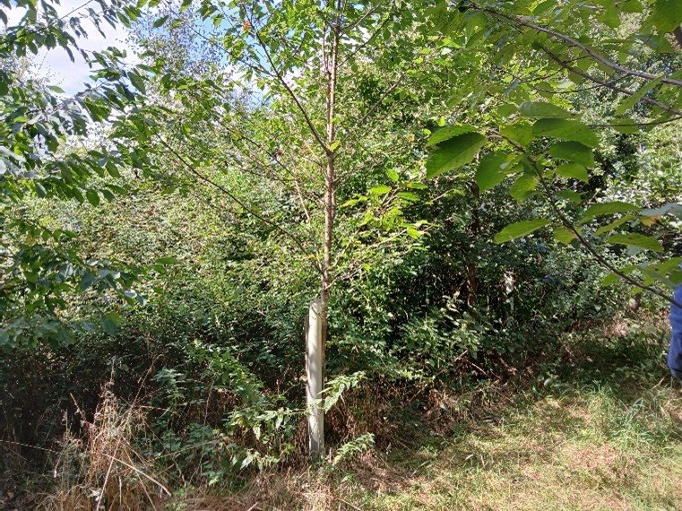 Holtspur site photo 8.jpg