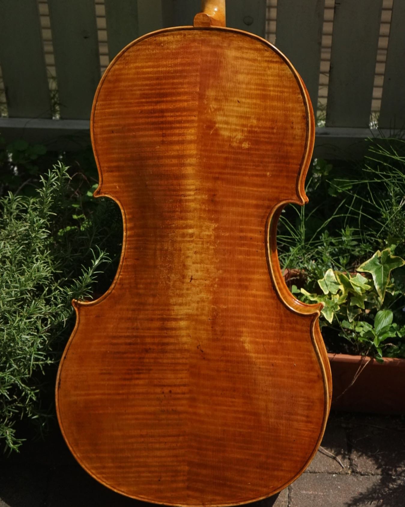 木製のバイオリンの裏側