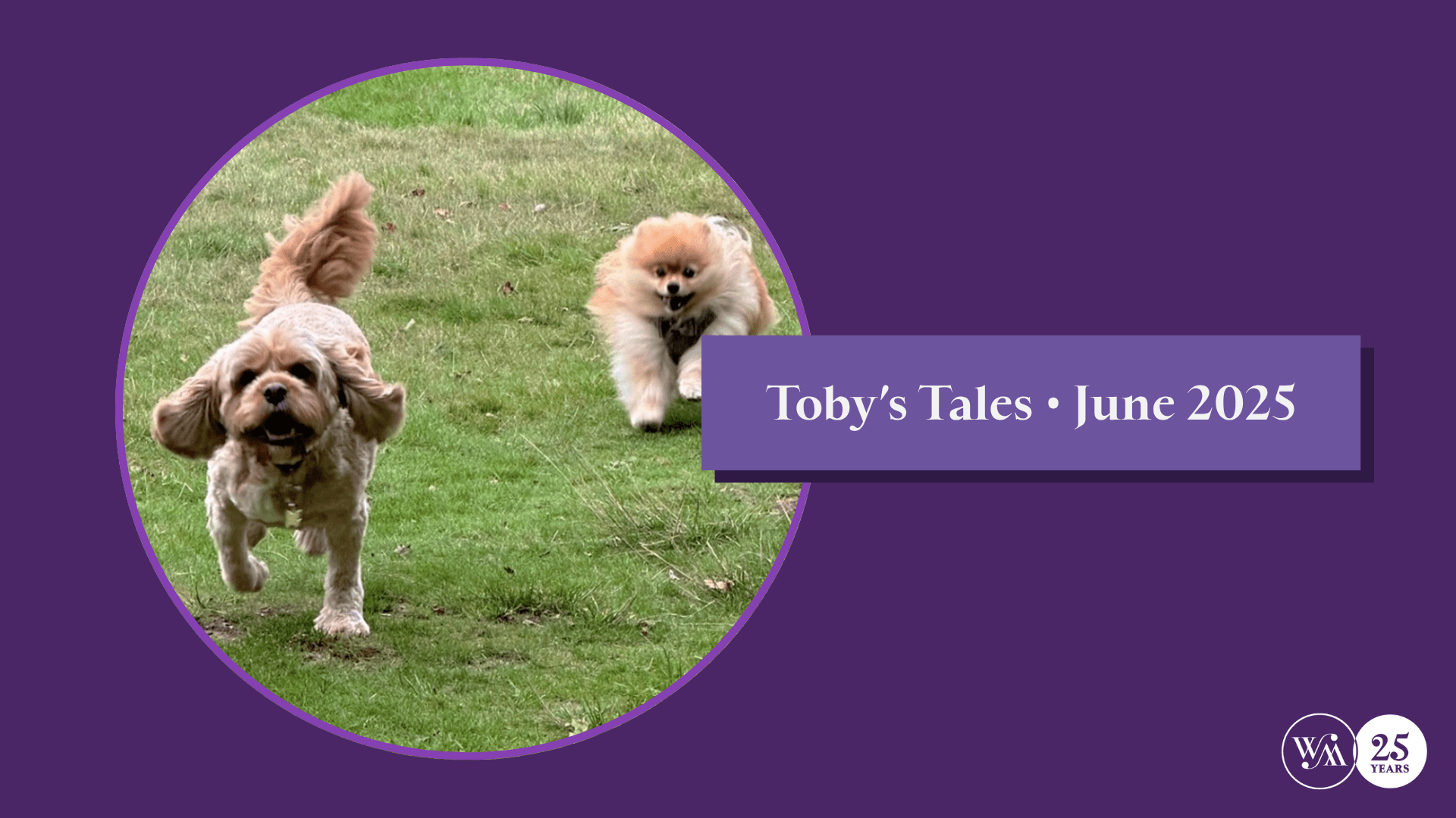 Looking after yourself and your pets in the heat • Toby's Tales