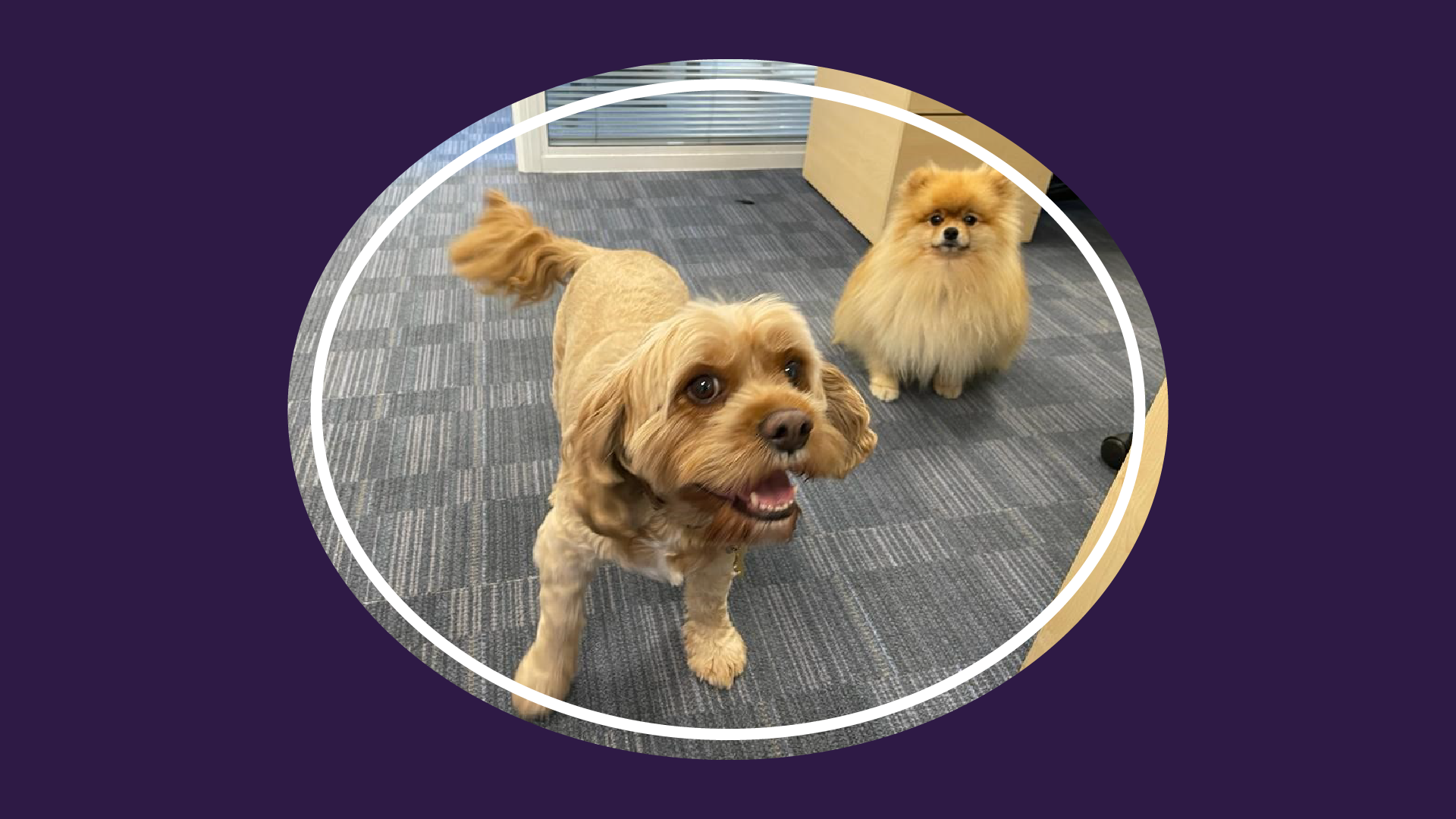 Dog Tales: Benji's Office Visit