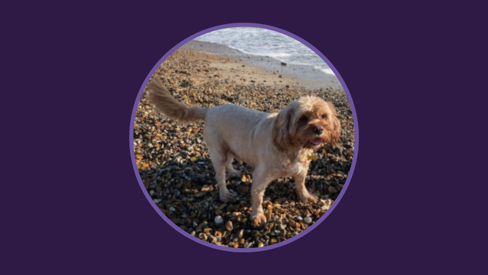 Dog Tales: August 2023