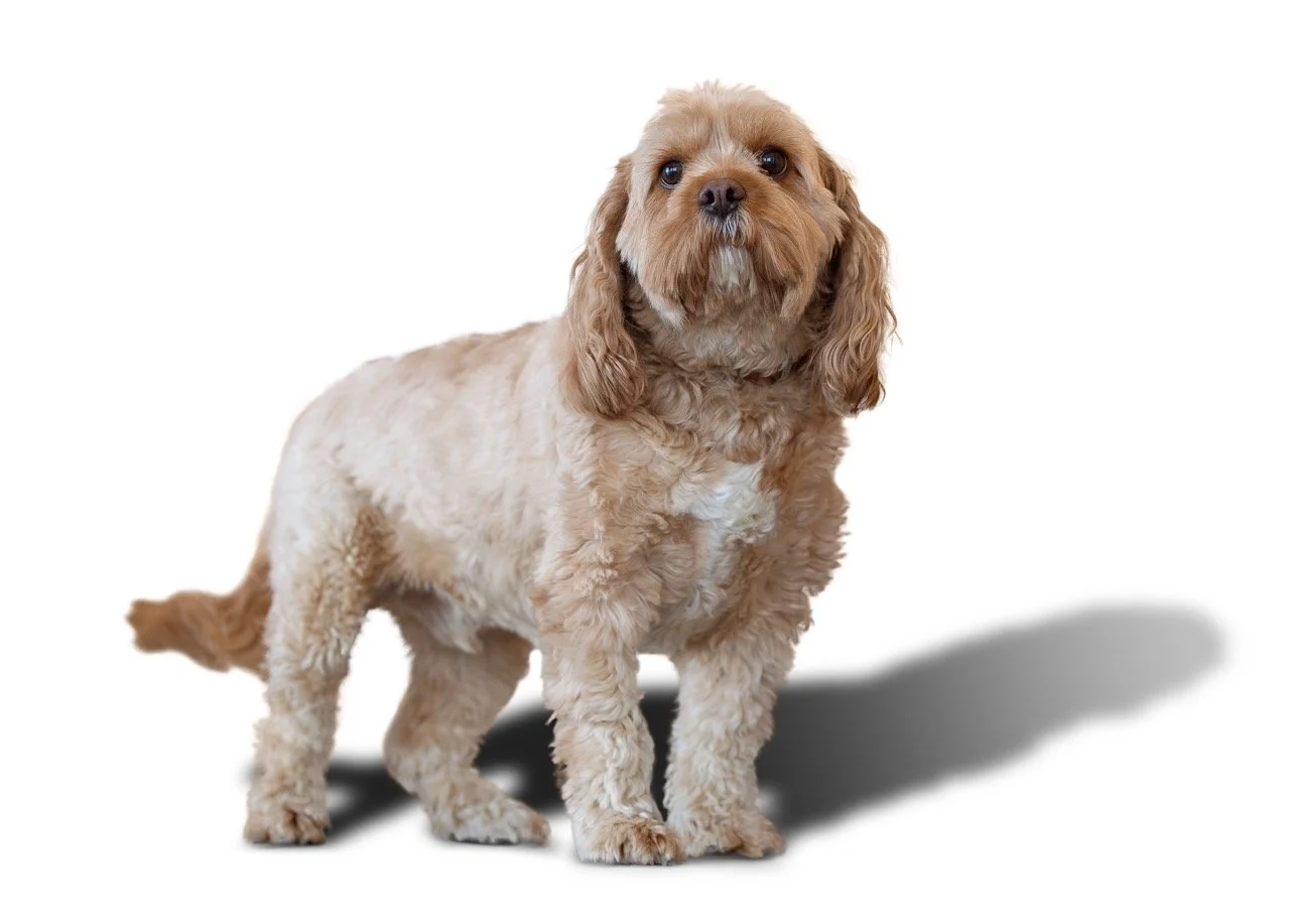 A small, light brown, curly-haired dog with long ears standing against a white background, casting a shadow.