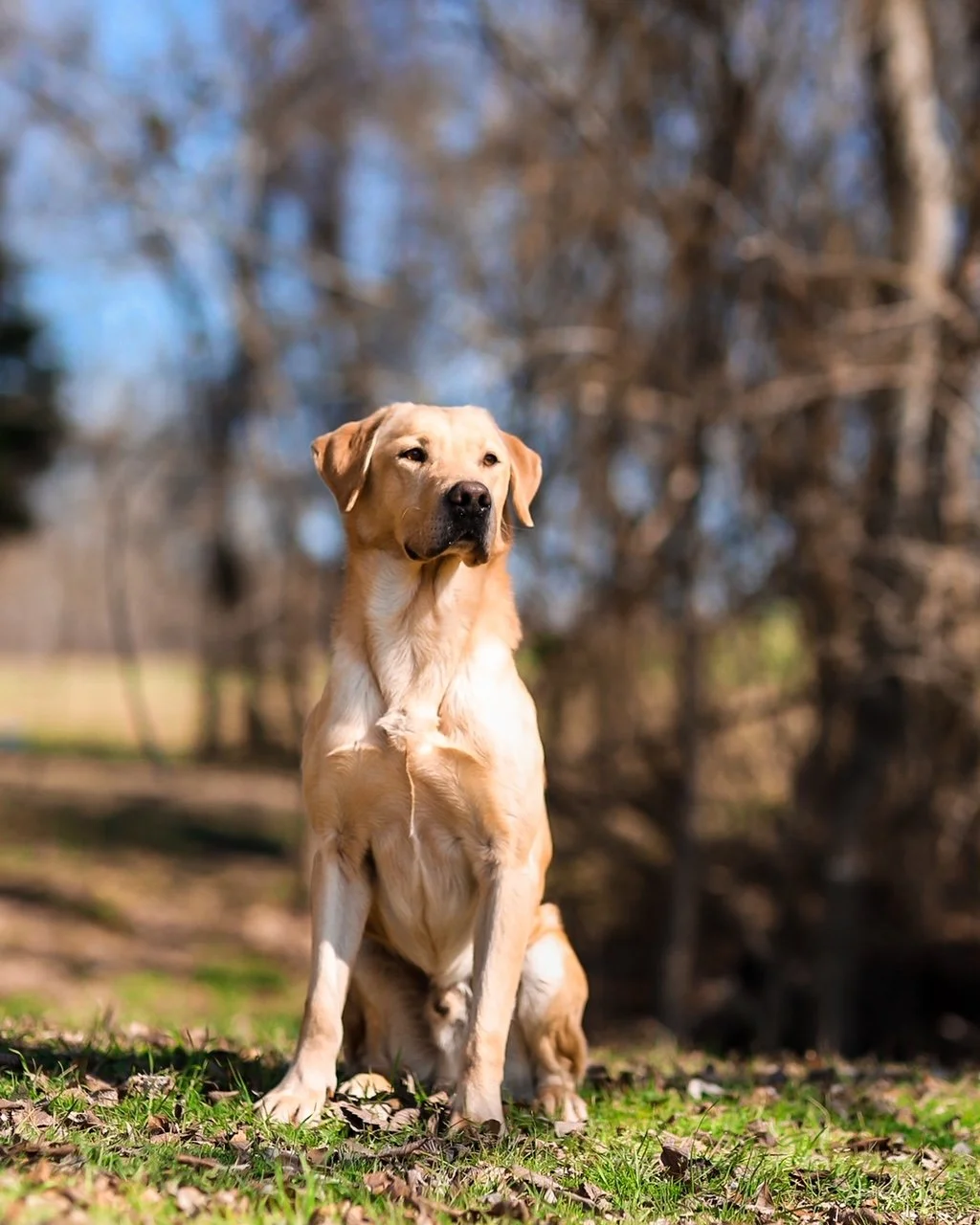 On The Origin of The Modern Day Labrador