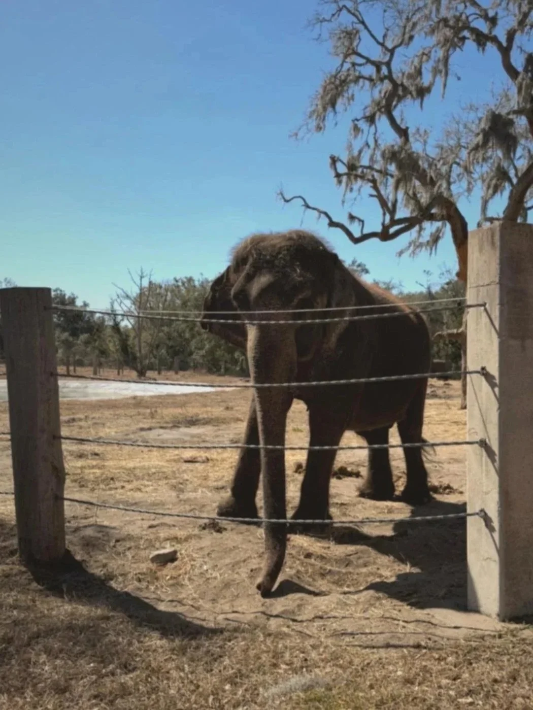 Elephant inspiration for Cindy Bennett's story about feeling seen by God — Christian encouragement for overwhelmed women