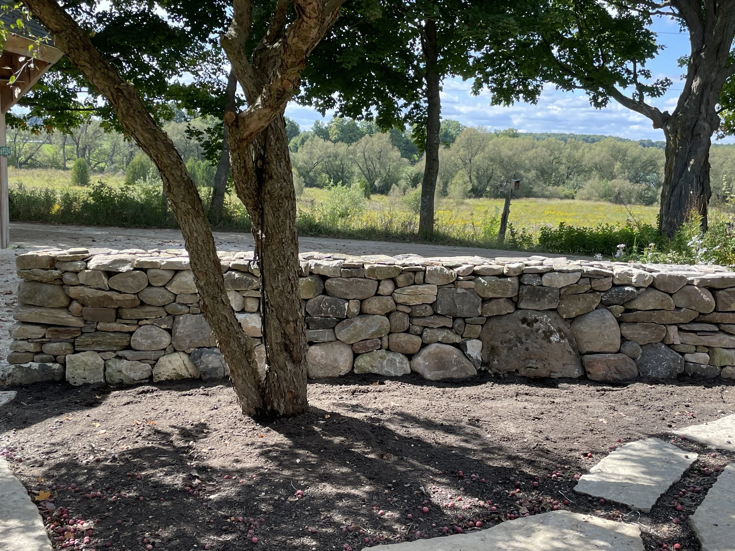 Apple tree pruned up to see the gorgeous drystone wall