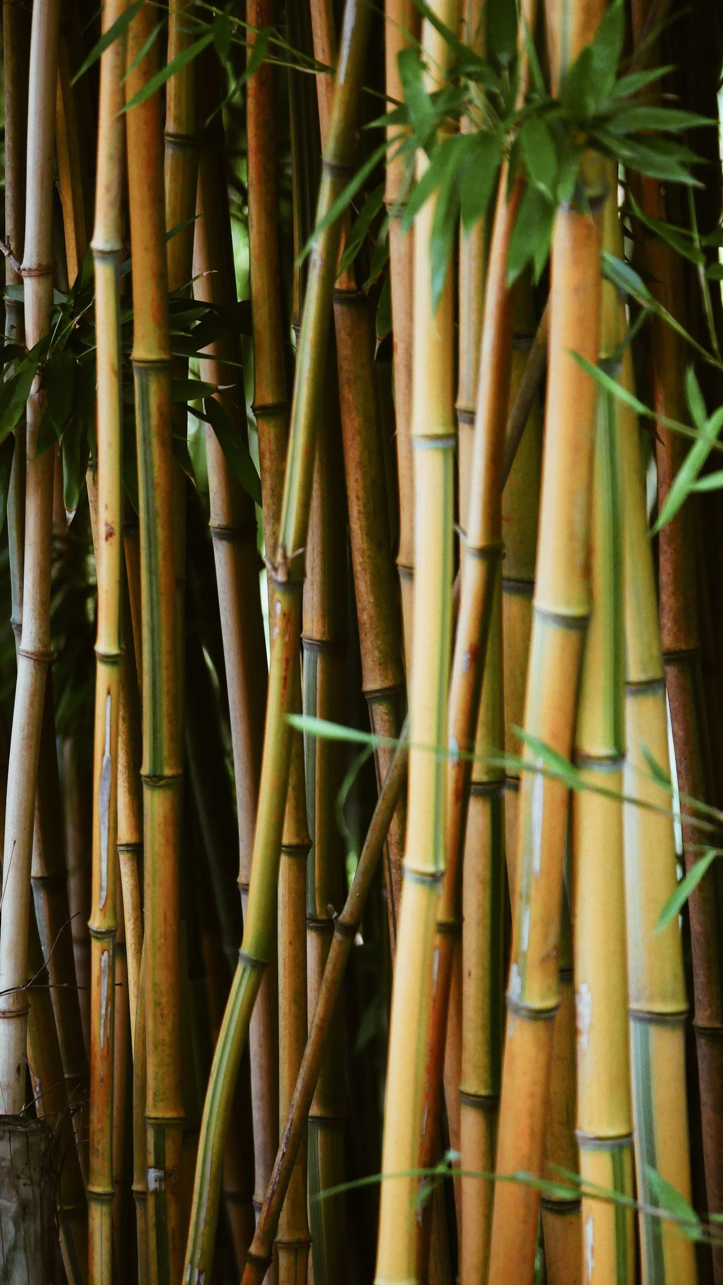 Close-up photo of bamboo stalks with some green leaves.