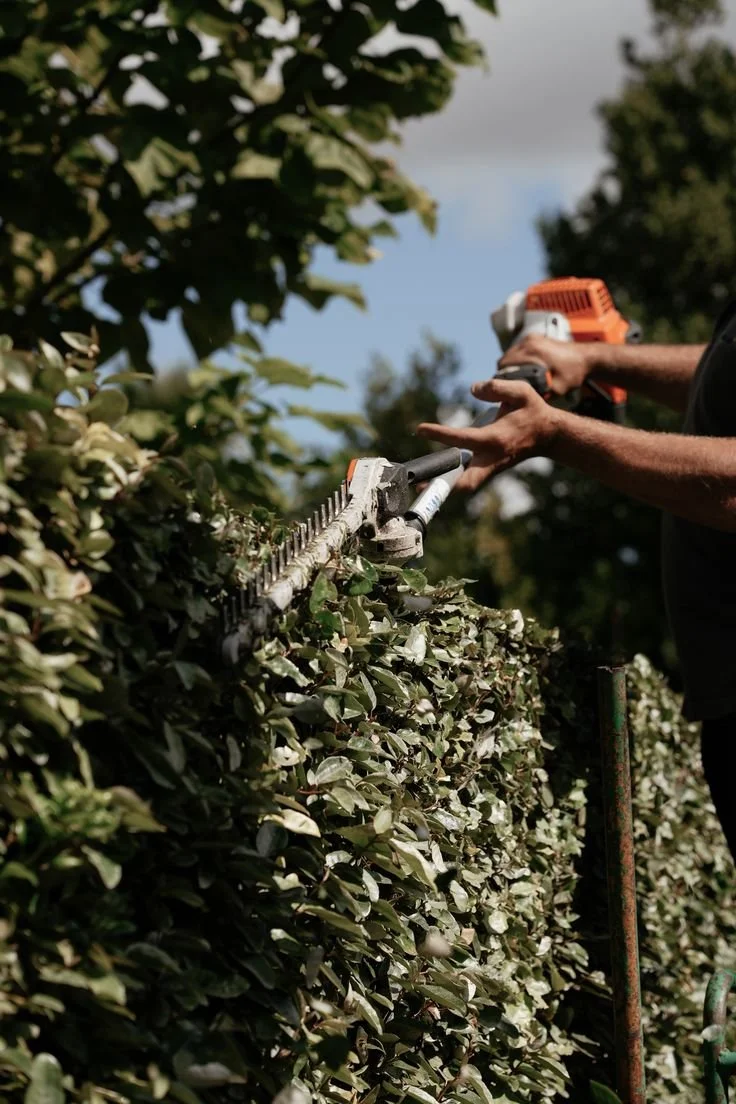Professional trimming a hedge with a hedge trimmer, creating a neat, well-shaped, and professionally maintained landscape.