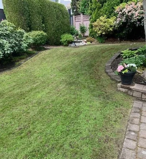 Lawn improved through a professional power rake and spring care program for stronger, healthier grass.