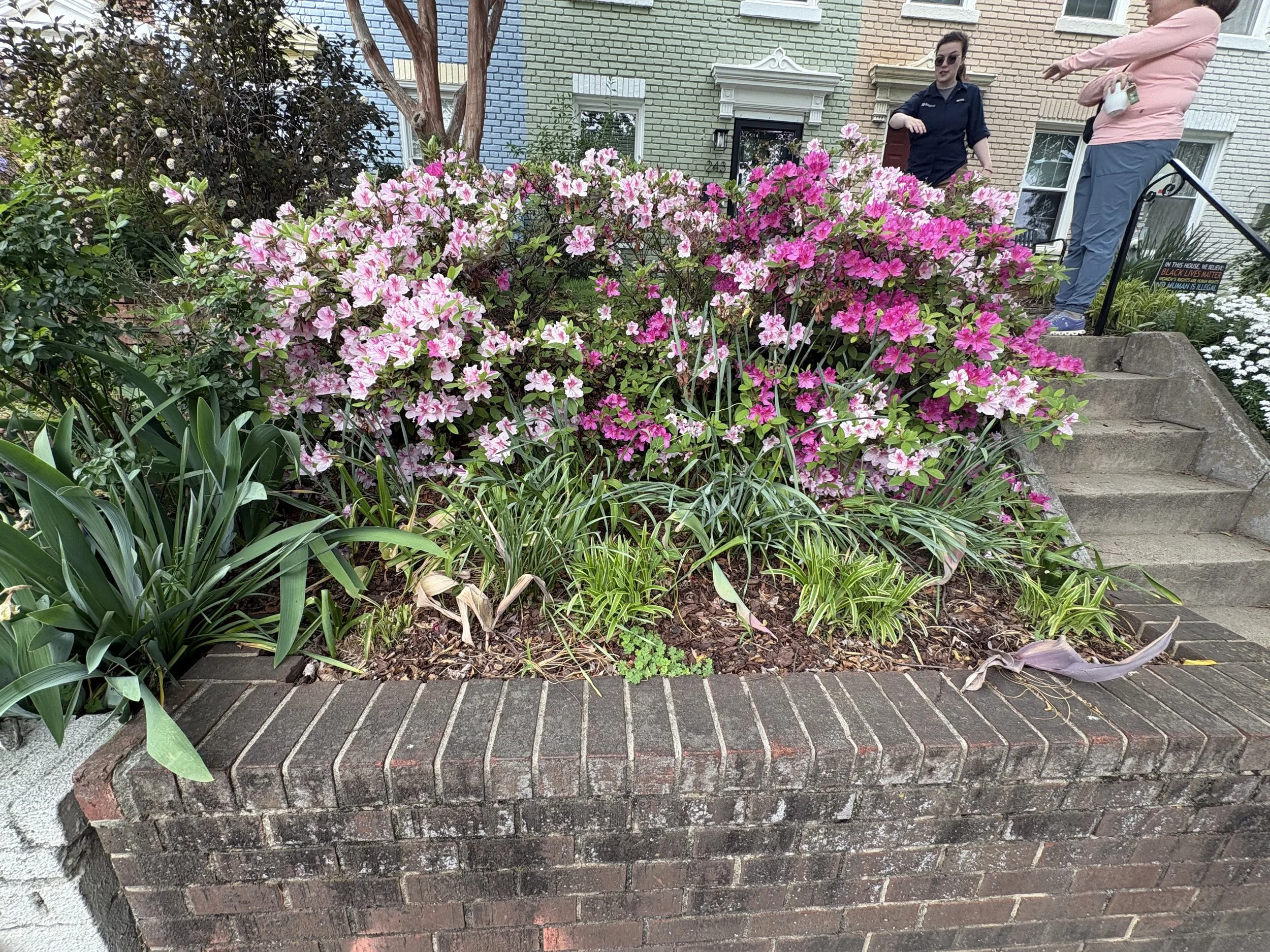 These dense shrubs are a perfect spot to tuck a trap.
