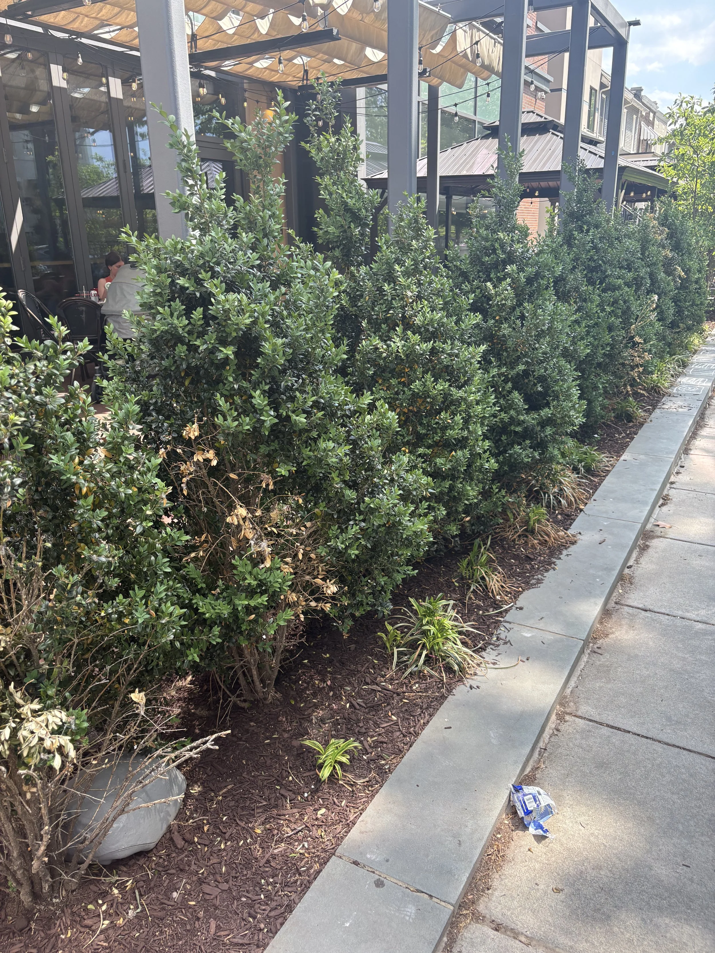 Tuck your traps under bushes!