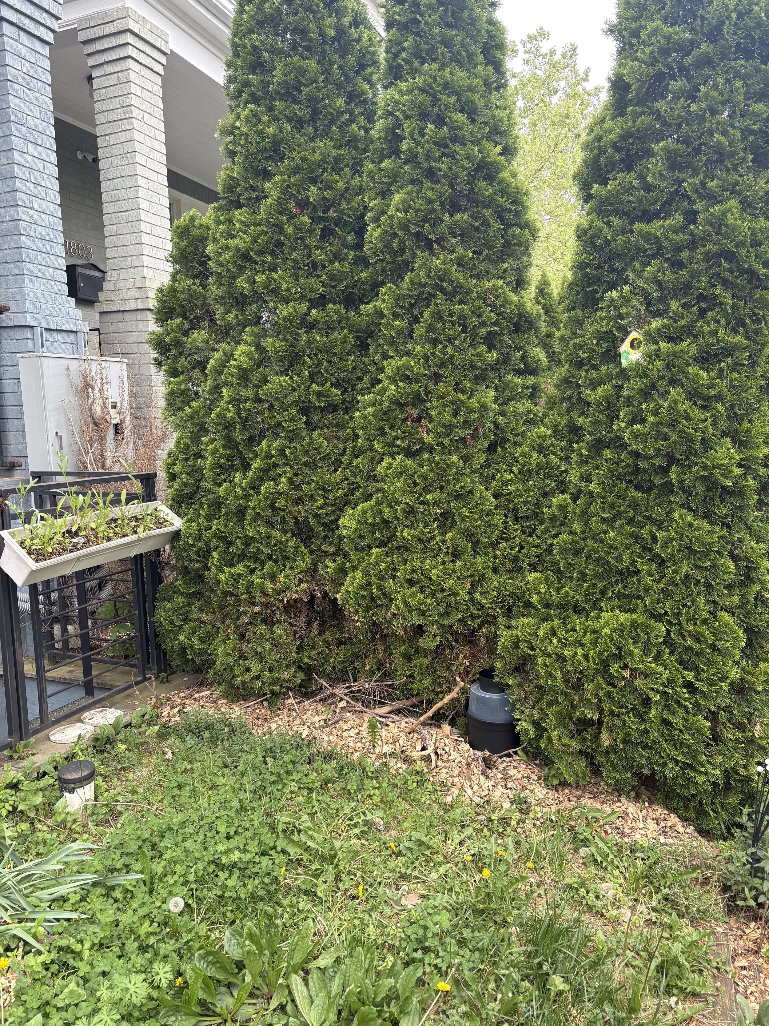 This GAT trap is well protected from wind under dense tree foliage.