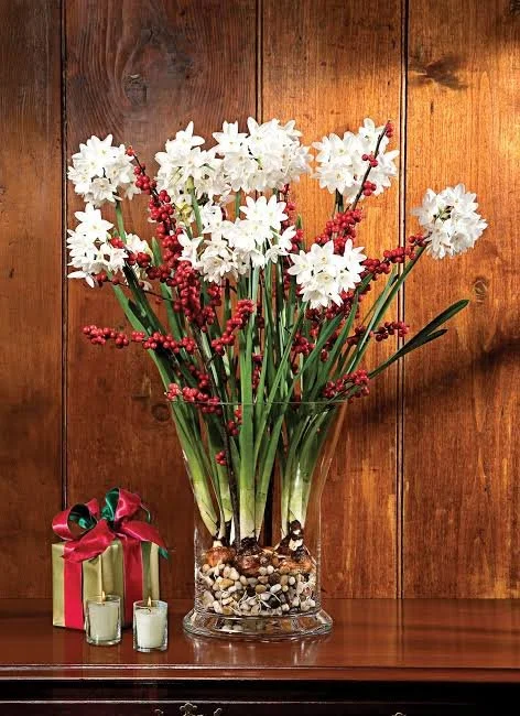 paperwhites 2.jpg