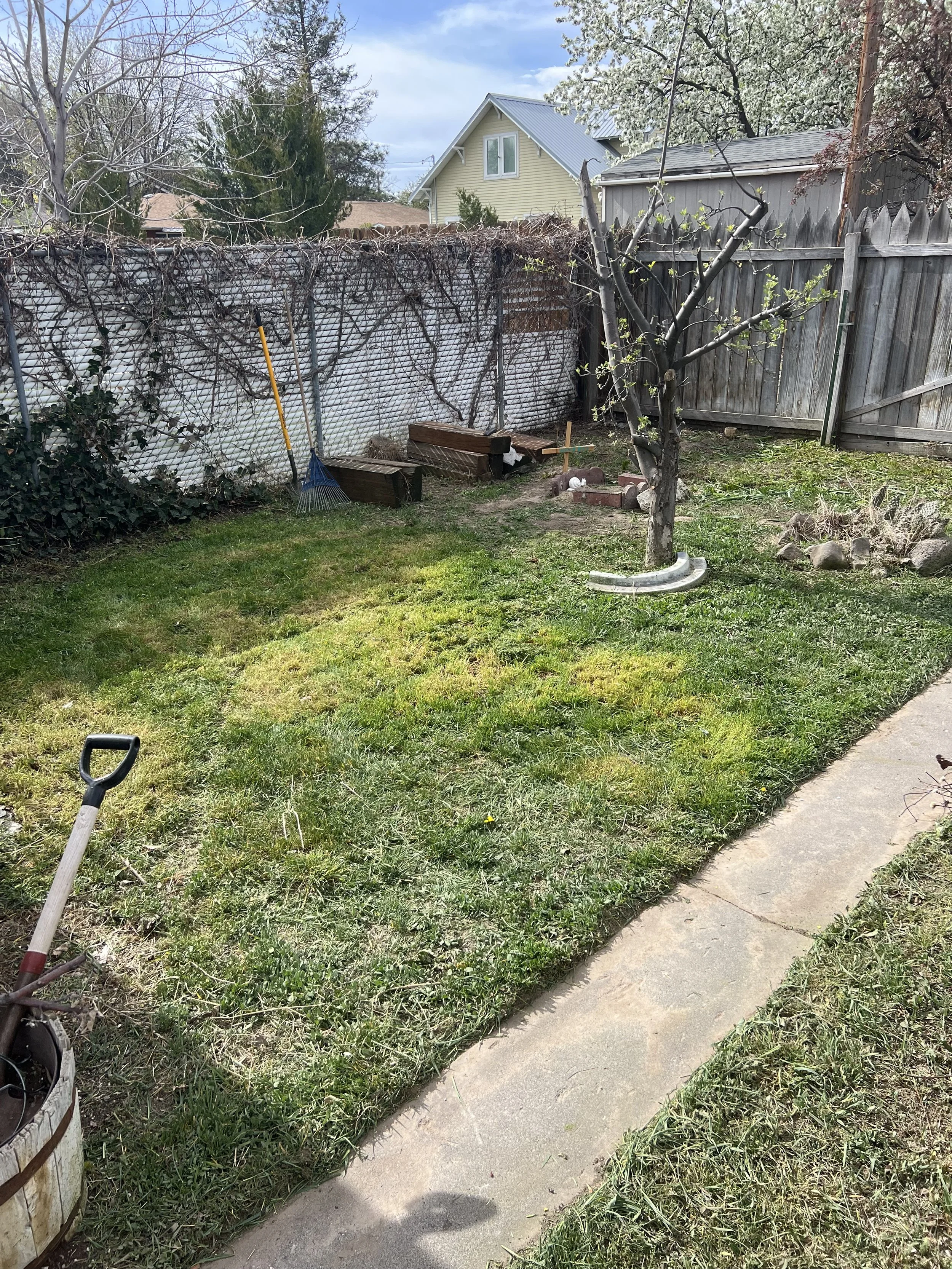 A backyard with a small tree with budding leaves, a wooden fence, a garden bed with bricks, a rake leaning against the fence, and a concrete sidewalk, with houses and trees in the background.