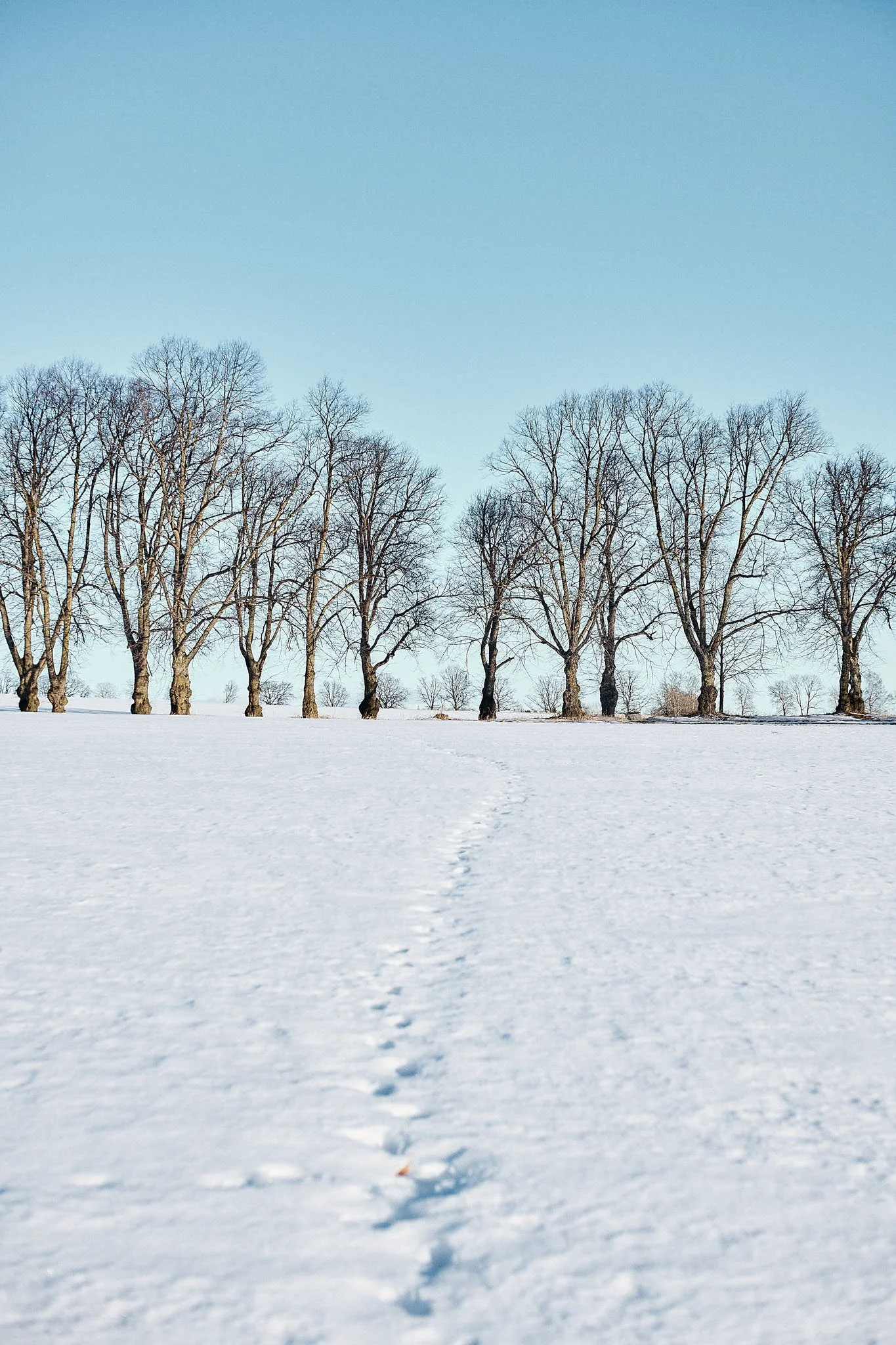 A snowy field with a trail of footprints leading toward a line of leafless trees under a clear blue sky.
