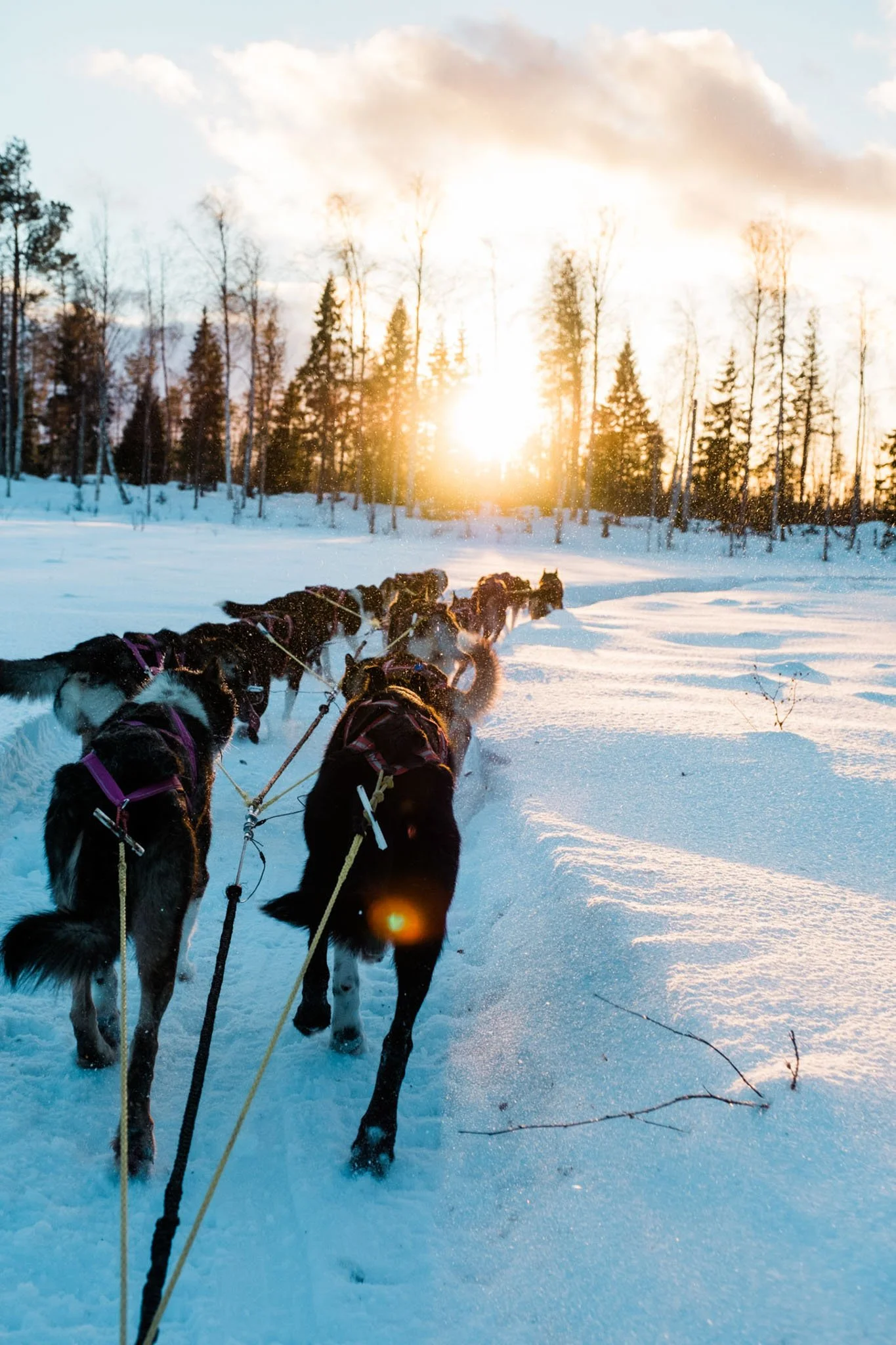 A team of sled dogs pulling a sled through snow during sunset in a winter landscape with trees and cloudy sky.
