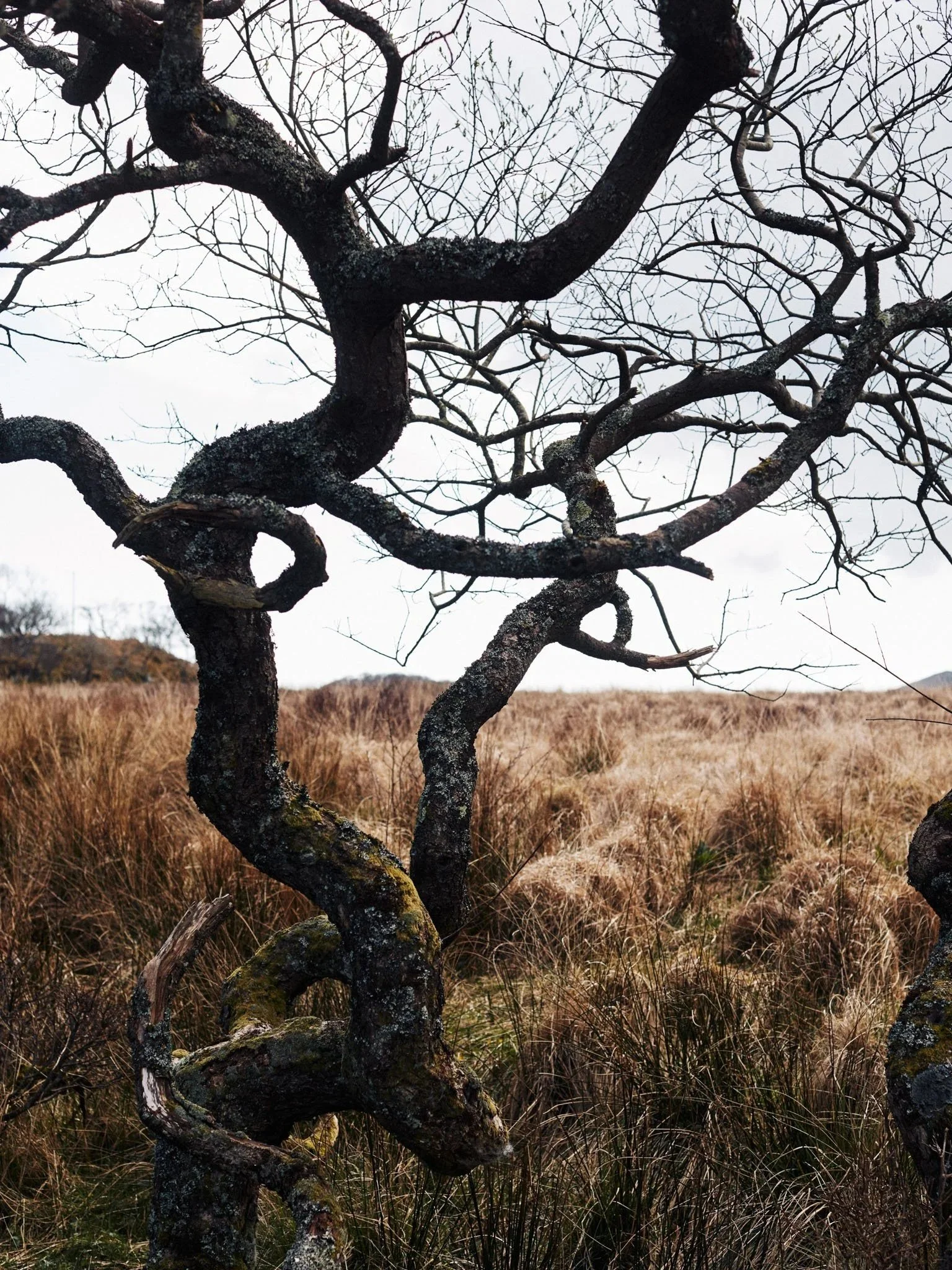 A twisted, leafless tree with dark bark in a grassy field on an overcast day.
