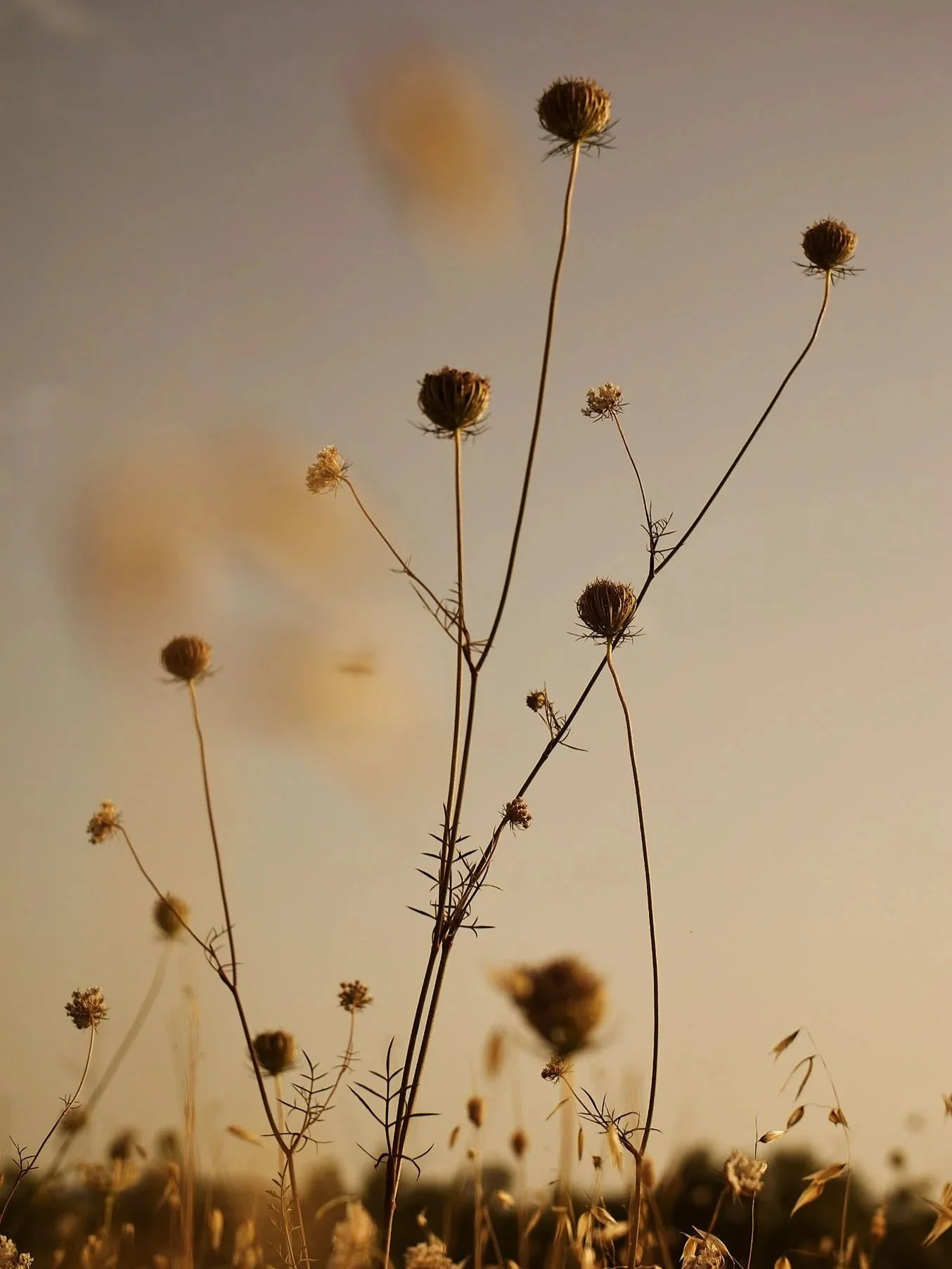 Dry wildflowers in a field during sunset.