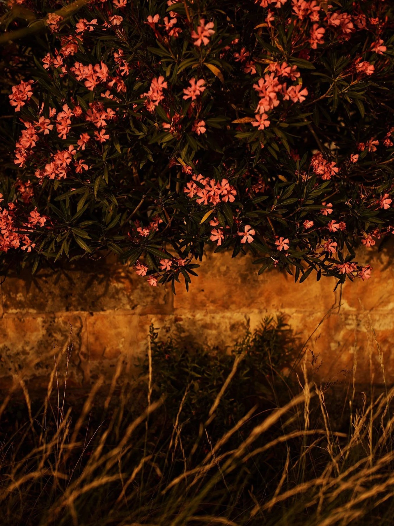 Nighttime image of pink flowering bushes with dark green leaves in front of a brick wall, illuminated by warm lighting.