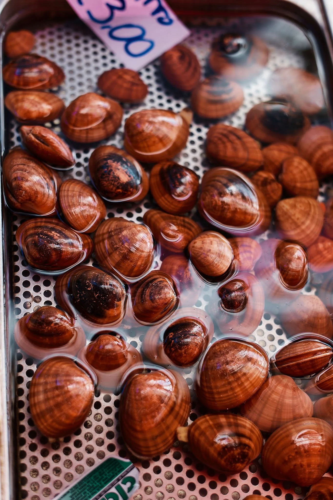 A display case of live scallops on a metal tray with a handwritten price tag.