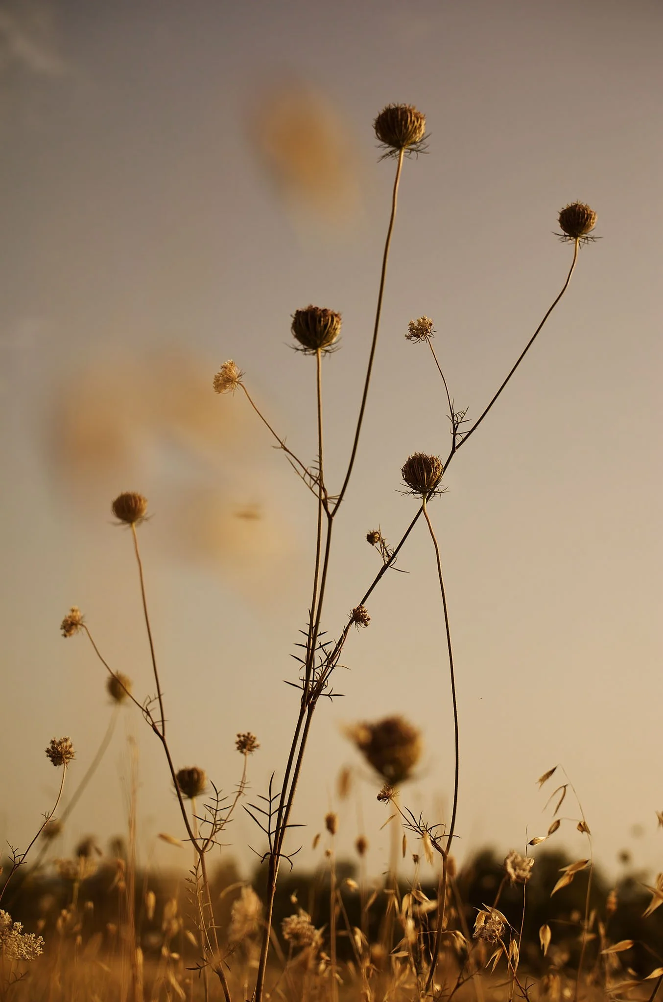 Wildflowers in a field at sunset with a clear sky.