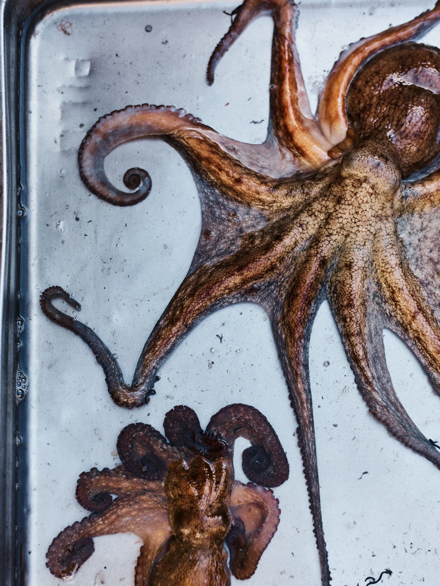Two octopuses on a metal surface.
