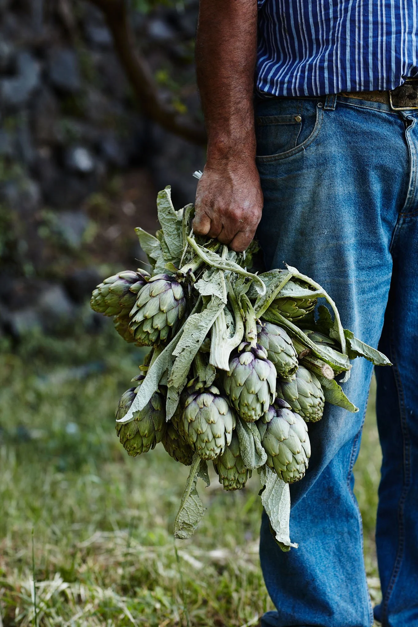 Person holding a bunch of fresh green artichokes outdoors with grassy ground and blurred background.