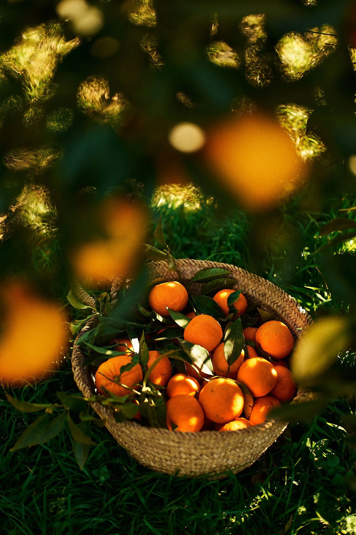 Basket filled with ripe oranges on grass, with sunlight filtering through leaves overhead.