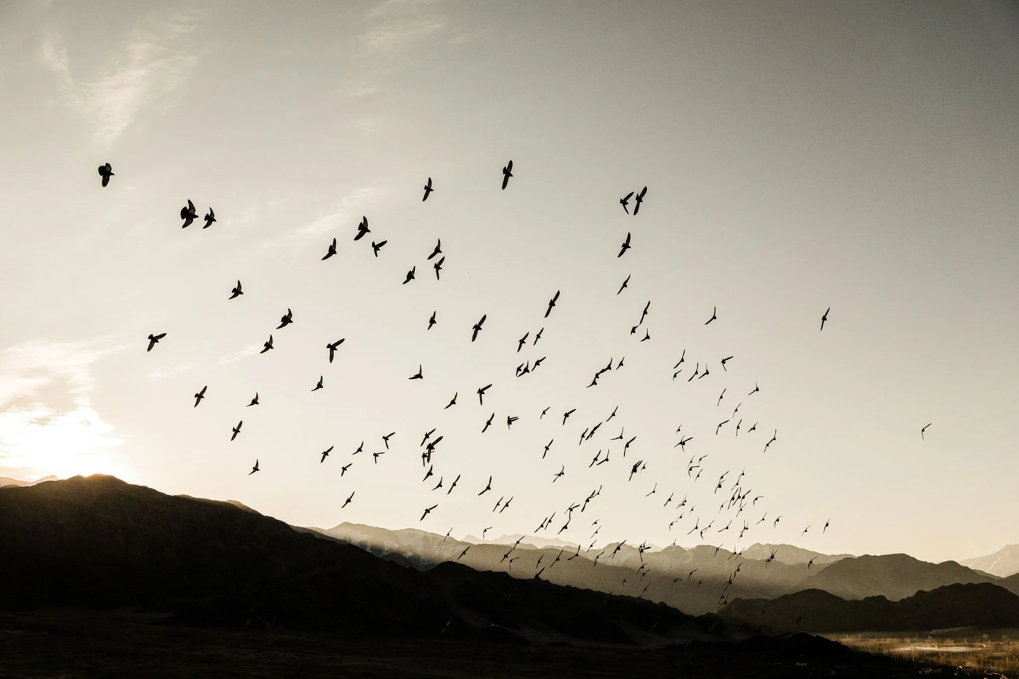 A flock of birds flying over a mountain range during sunset or sunrise.