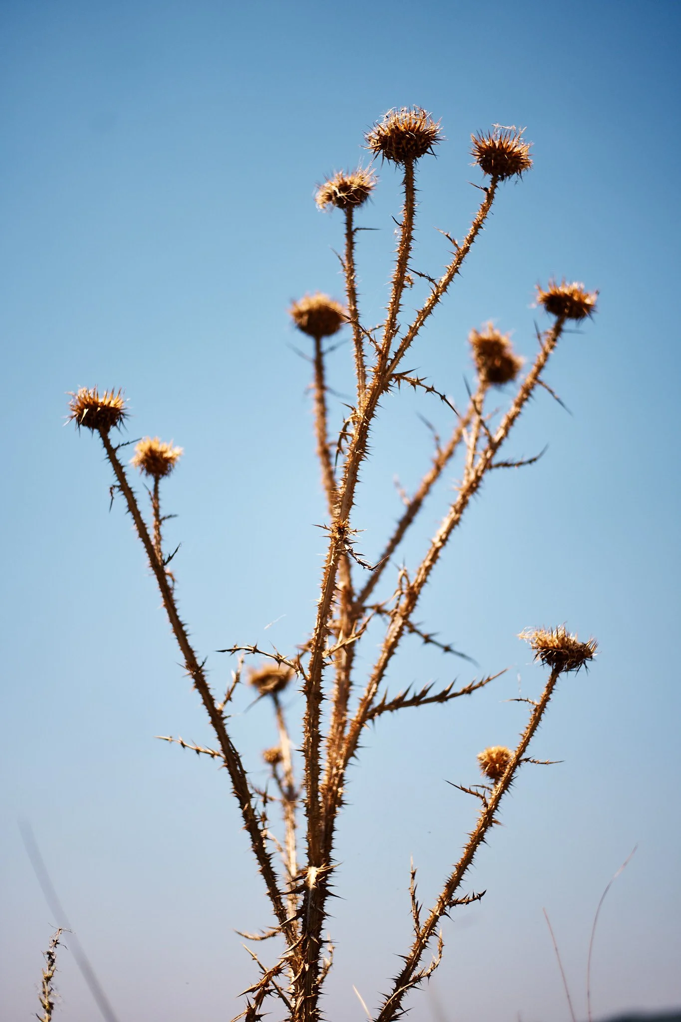 Oivind©Haug-Manna_Aug 22 2023_0337_web.jpg