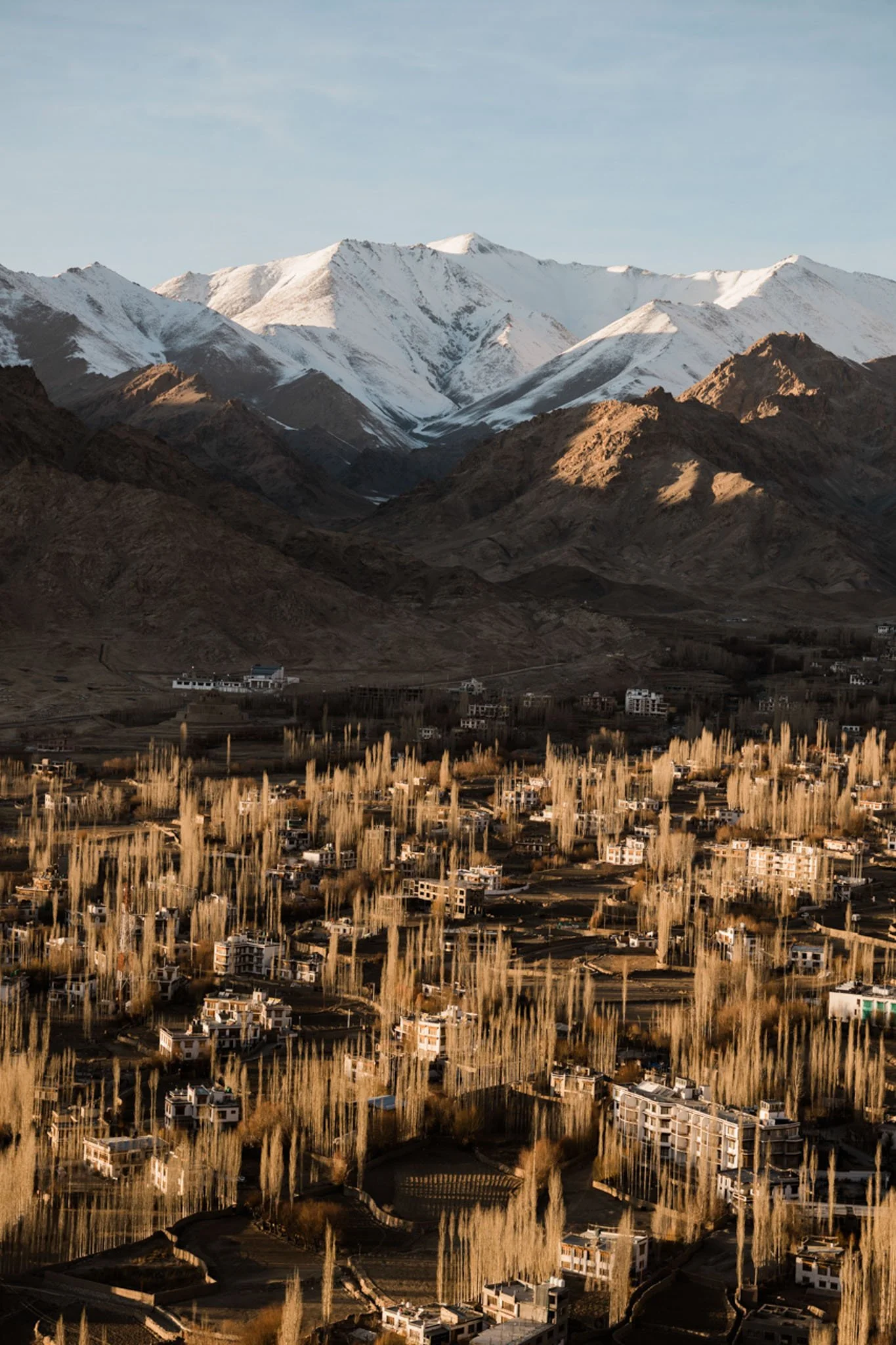 A mountain landscape with snow-capped peaks in the background and a town with numerous tall, leafless trees in the foreground.