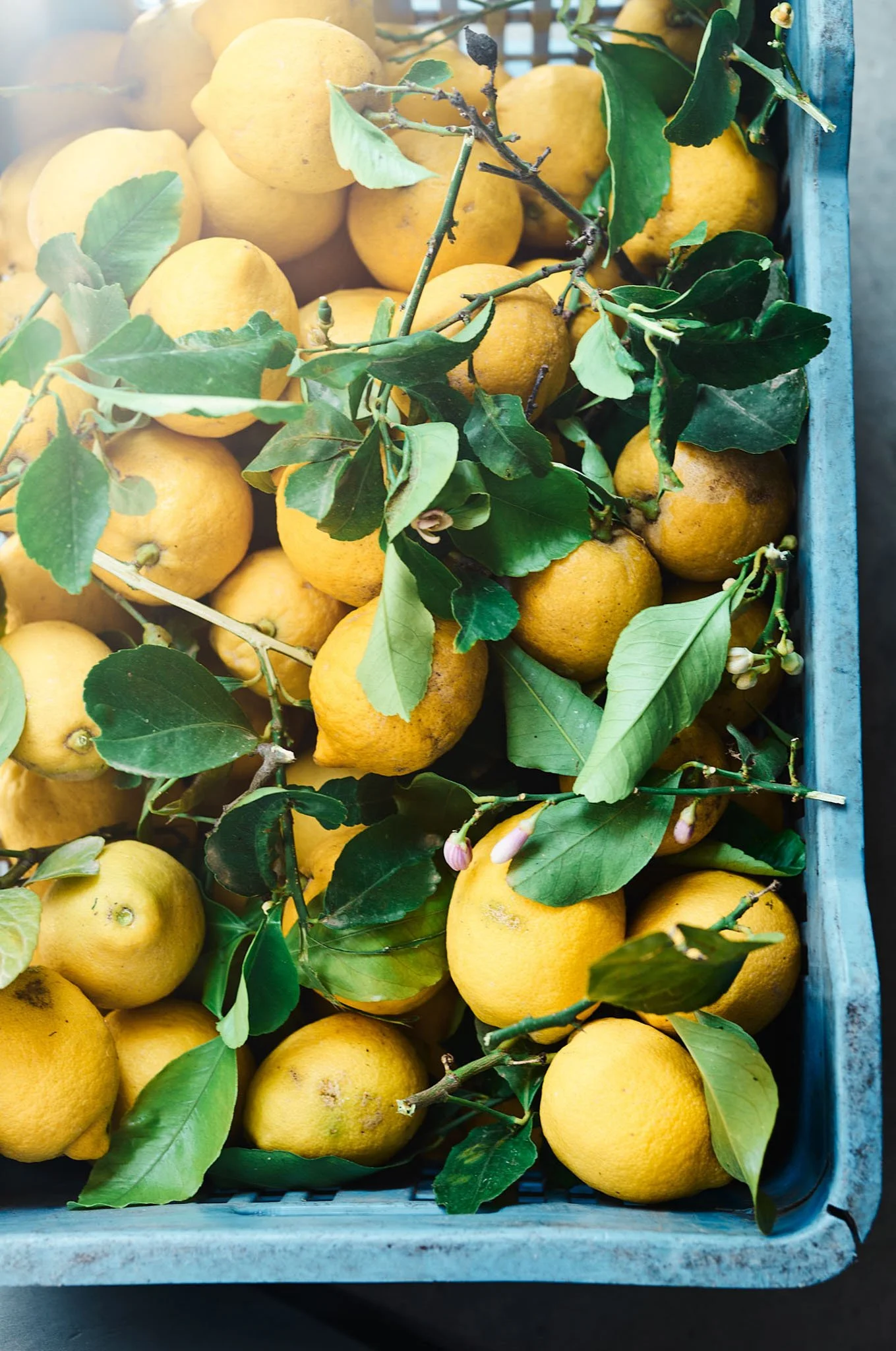 A basket filled with yellow lemons and green leaves.
