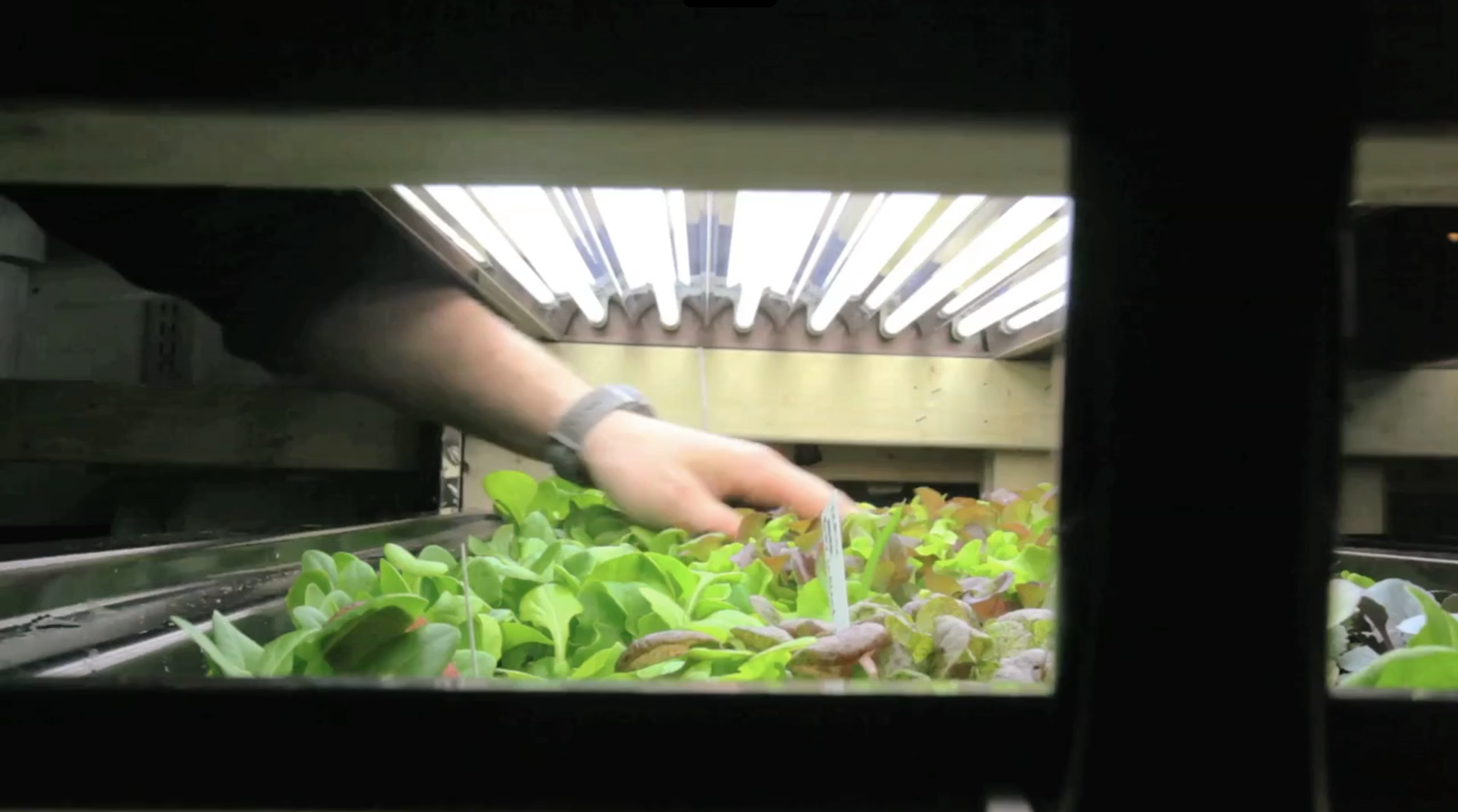 MIT CityFarm