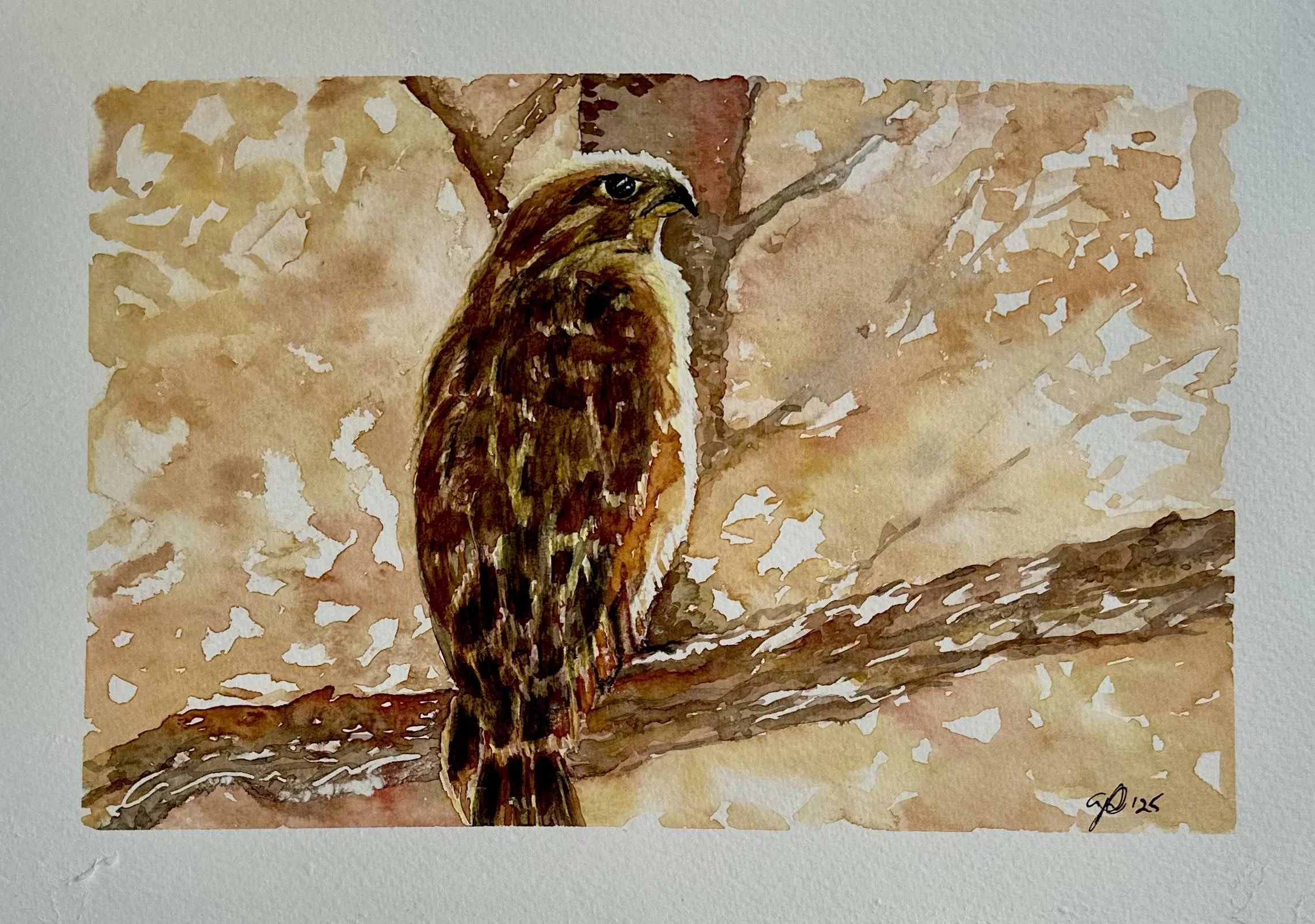 Hawk 2nd pic .jpeg