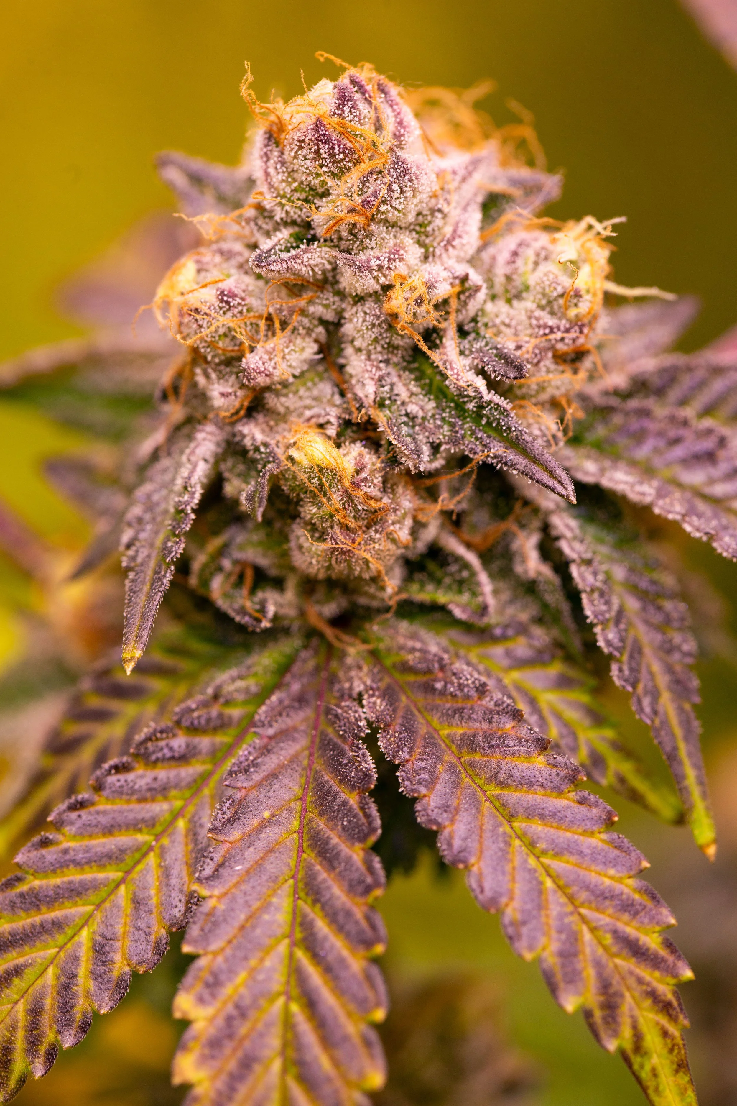 Purple Miracle Regular Seeds | VibeZero Genetics | Purple Cookie Bomb | Miracle Cookies Cannabis |