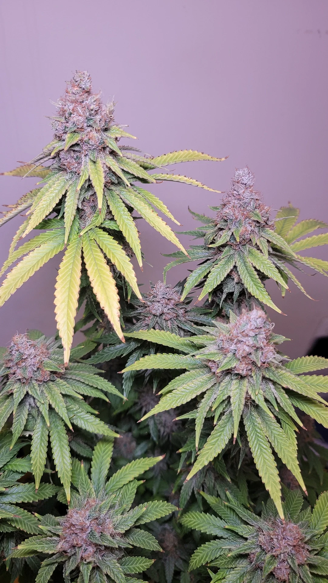 Super Fire Lemon Pupil | VibeZero Genetics | Lemon Fire OG | Super Lemon Haze | Star Pupil |